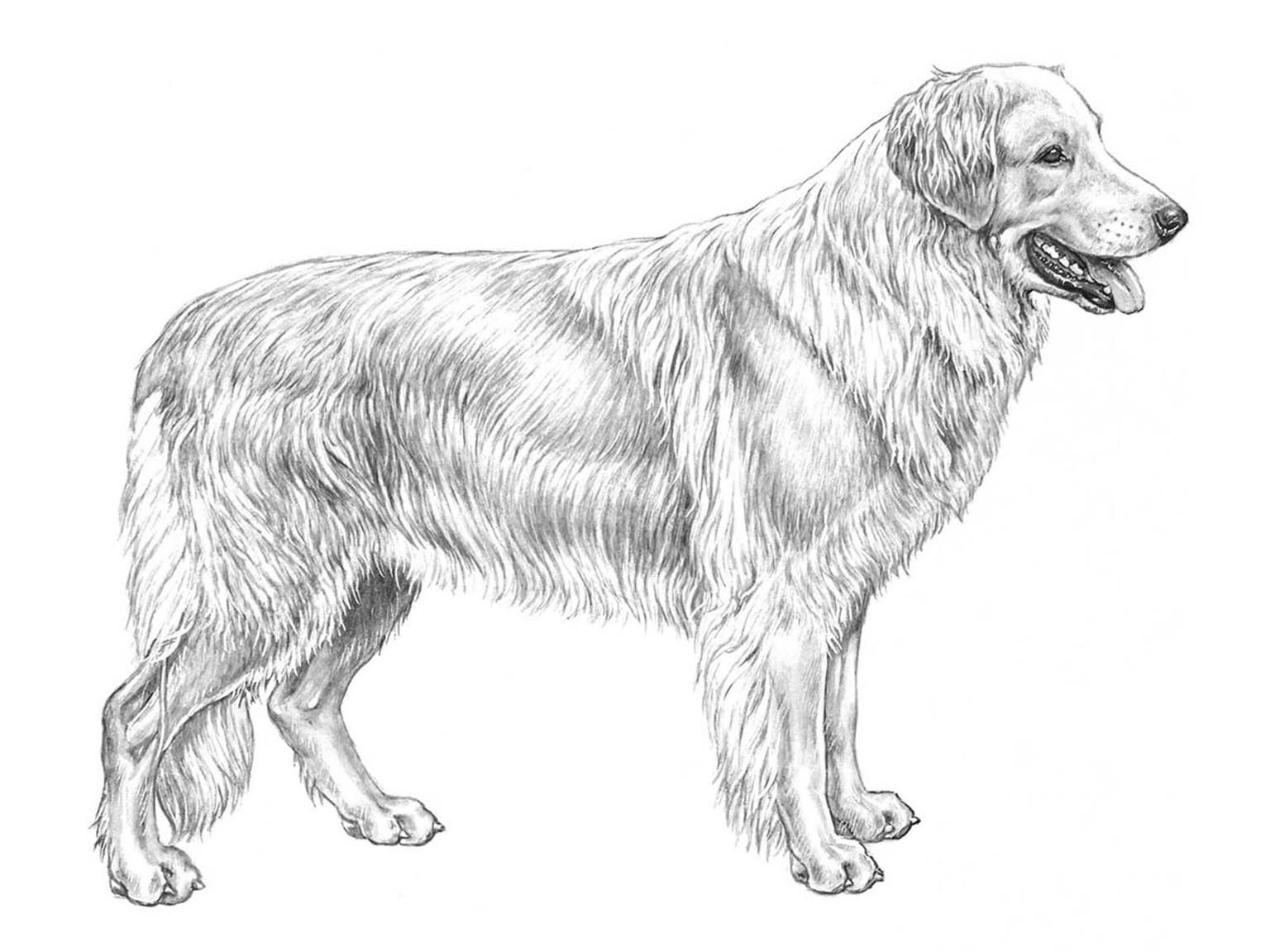 Illustration av hundrasen hovawart