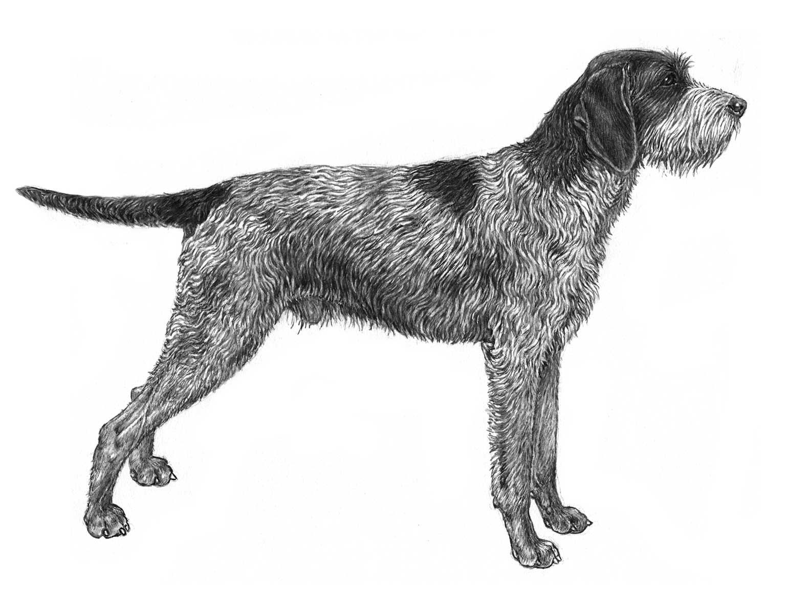 Illustration av hundrasen ceský fousek