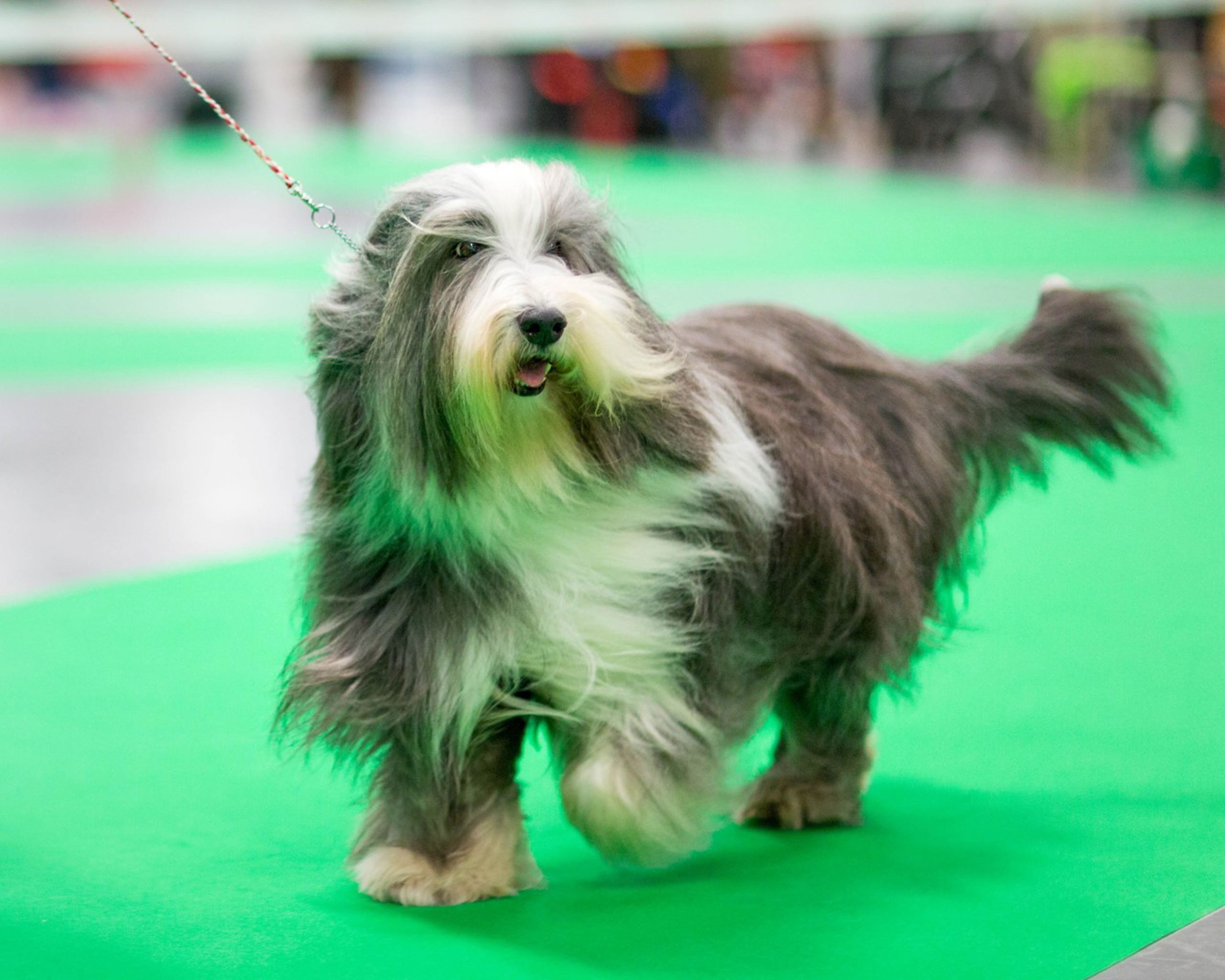 Bearded collie in the show ring