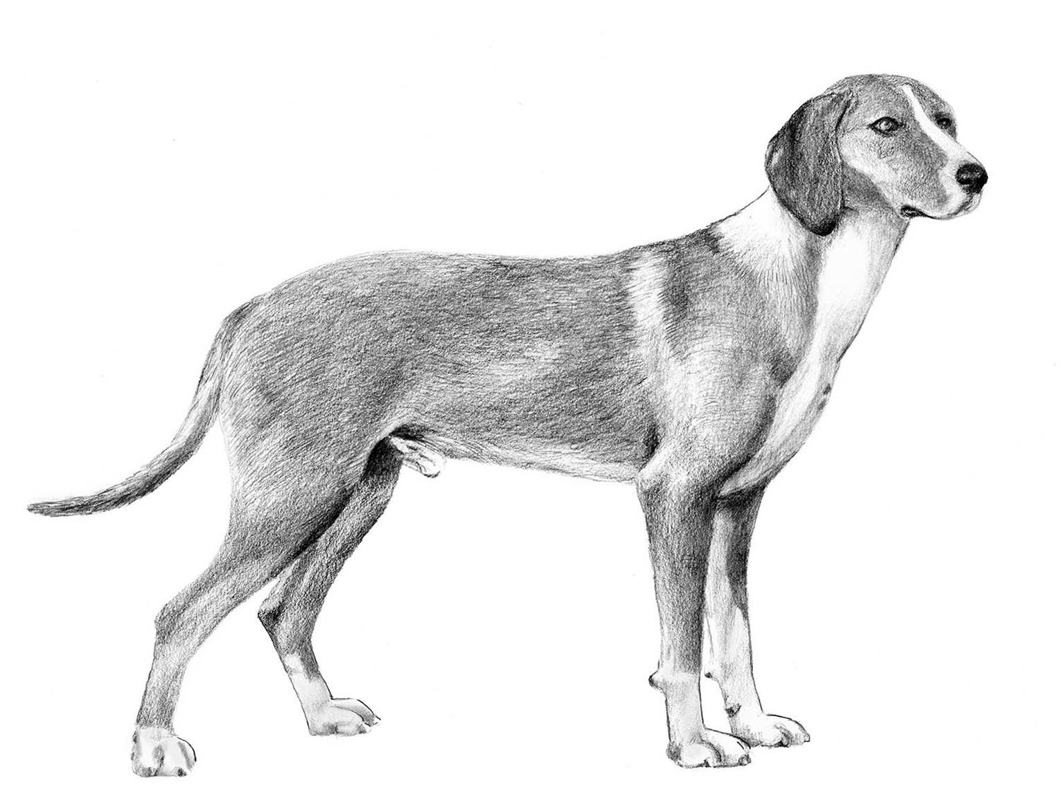 Illustration av hundrasen posavski gonic