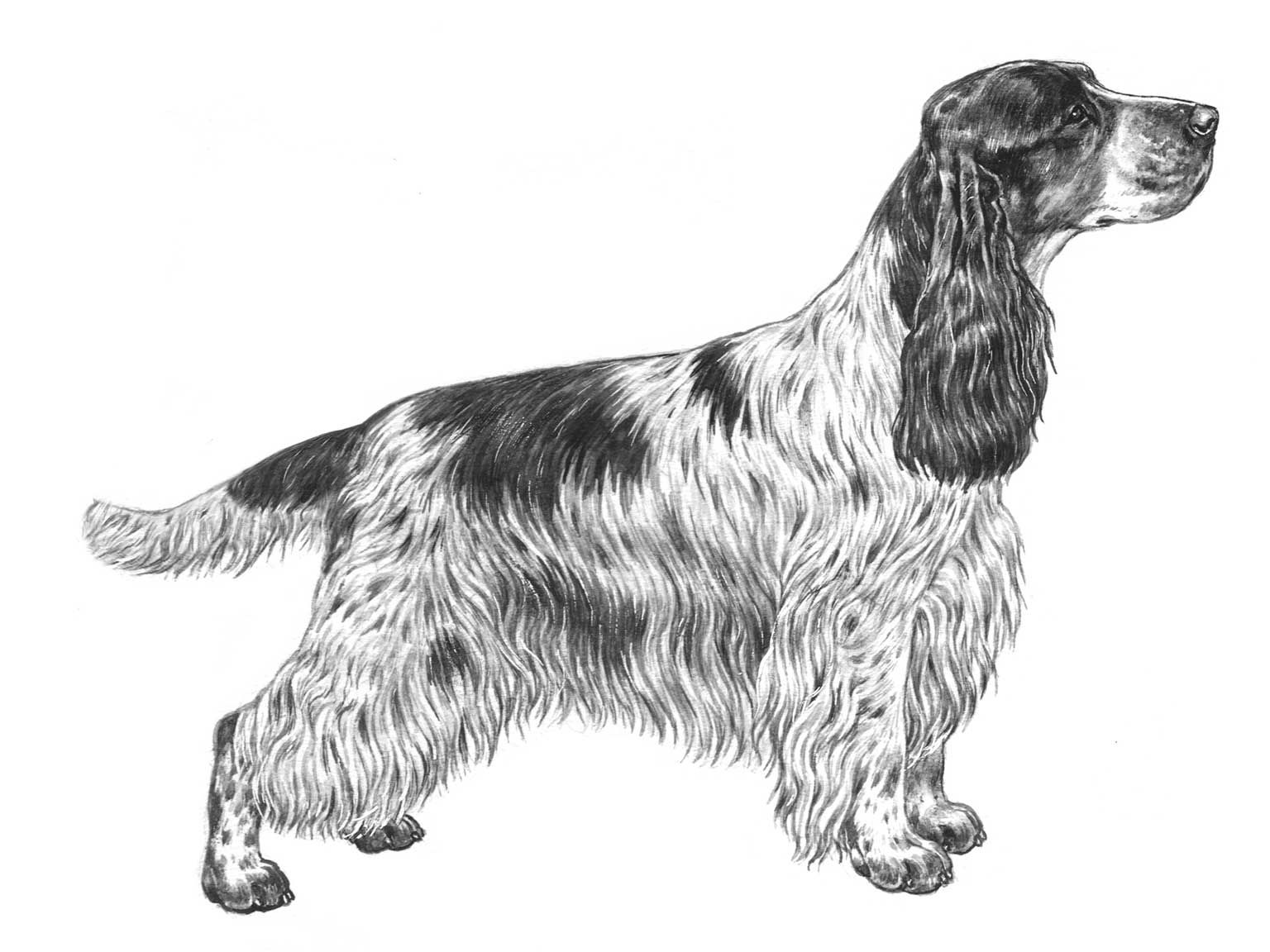 Illustration av hundrasen cocker spaniel