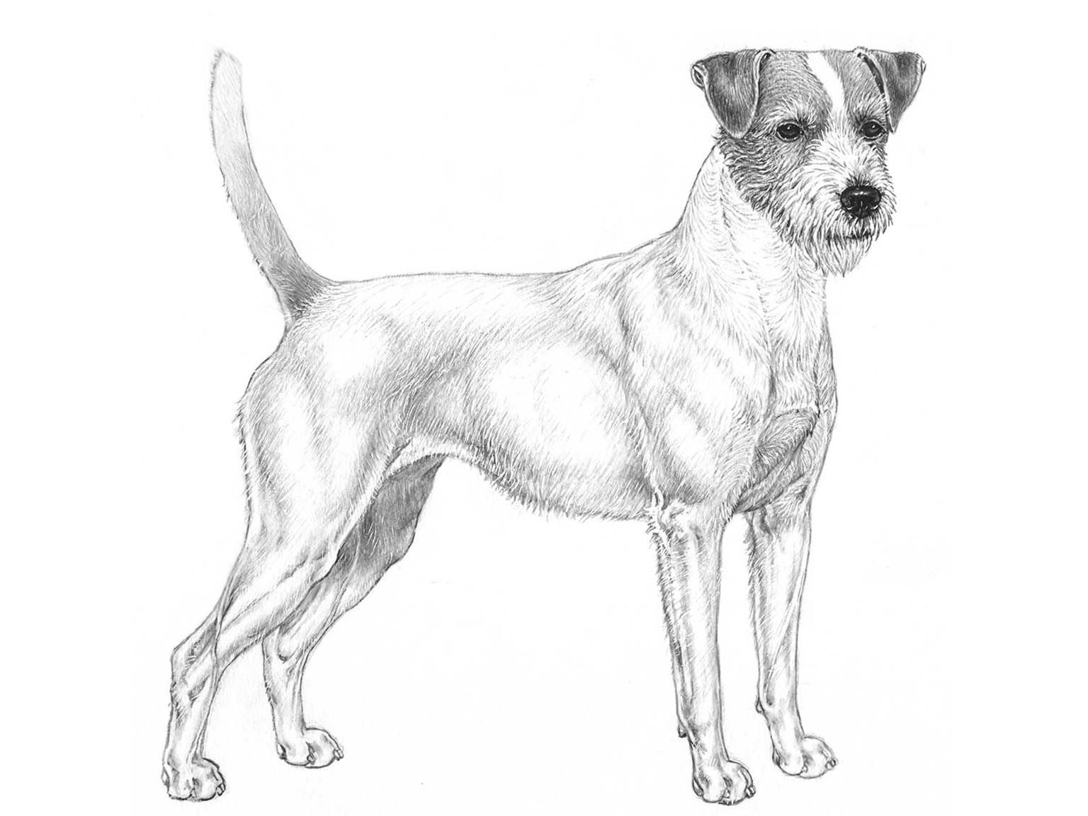 Illustration av hundrasen Parson russell terrier