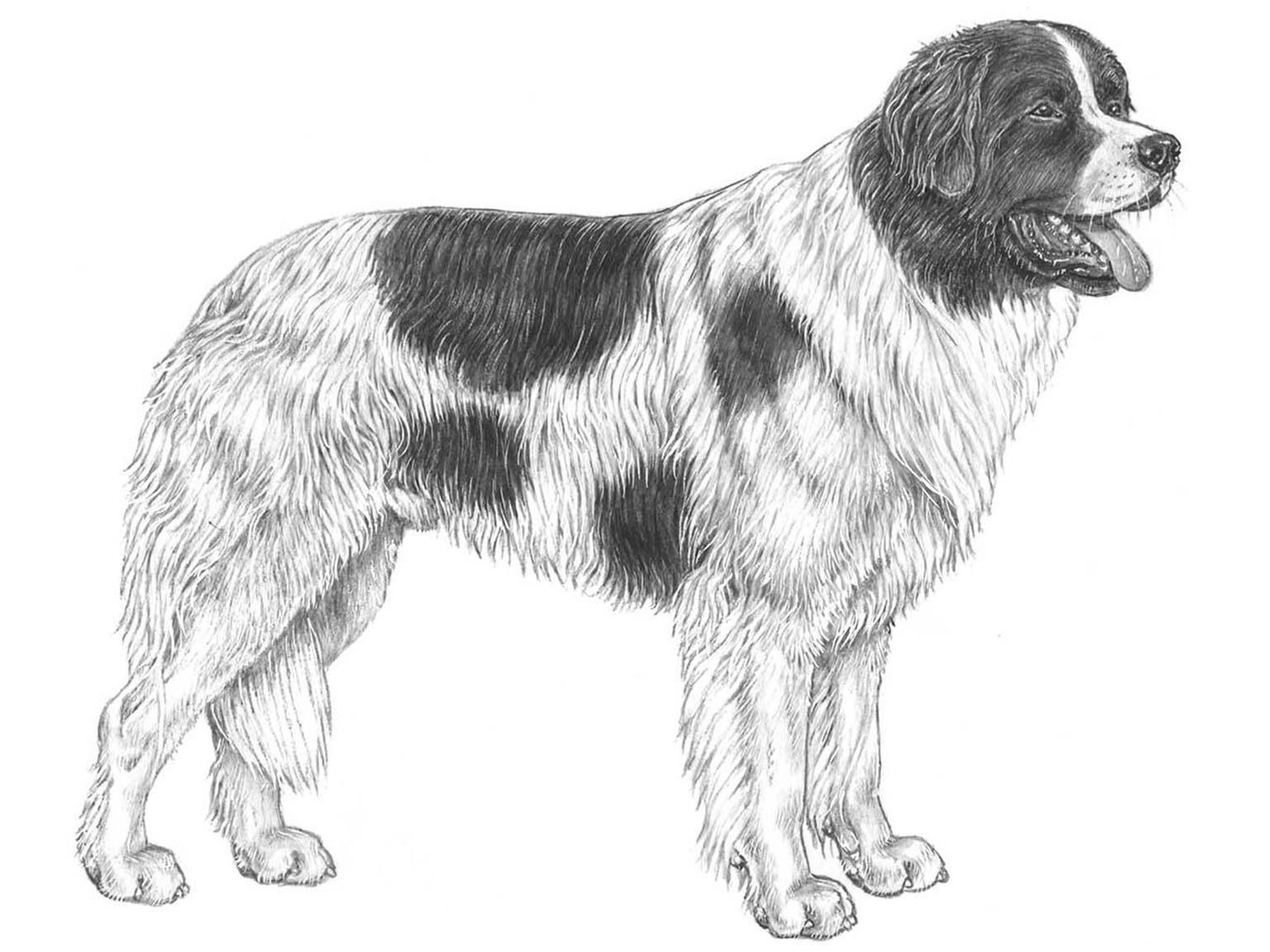 Illustration av hundrasen landseer