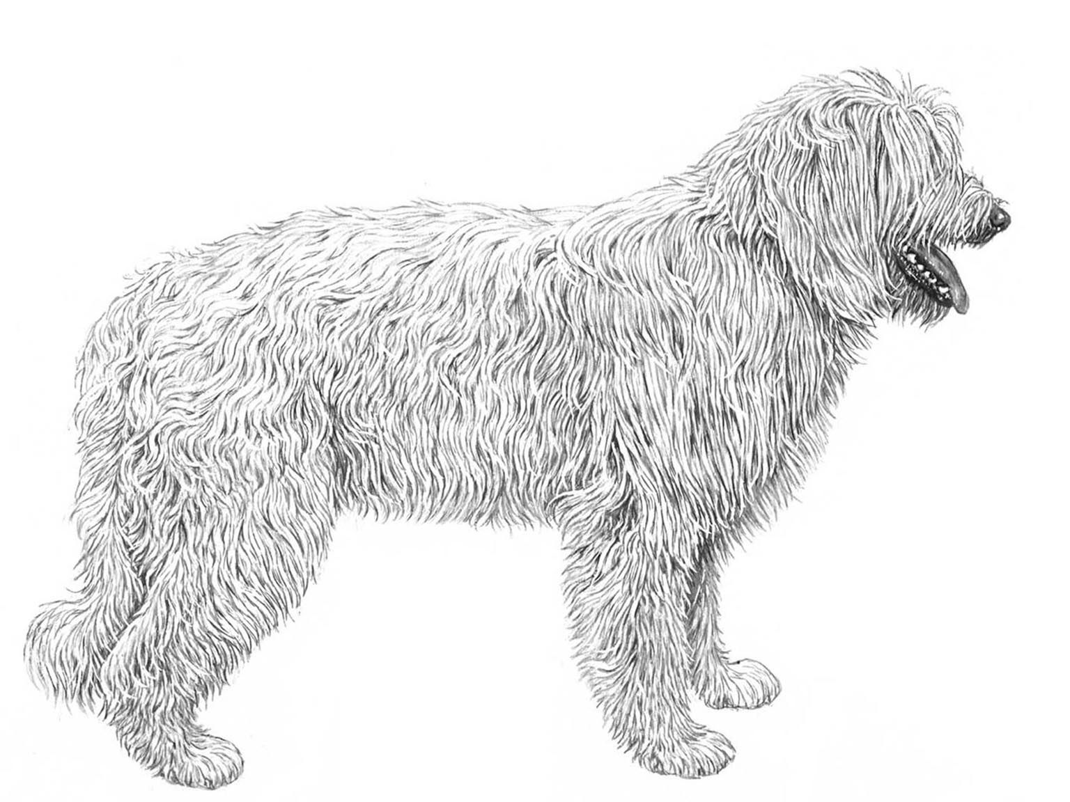 Illustration för hundrasen Juzjnorusskaja Ovtcharka