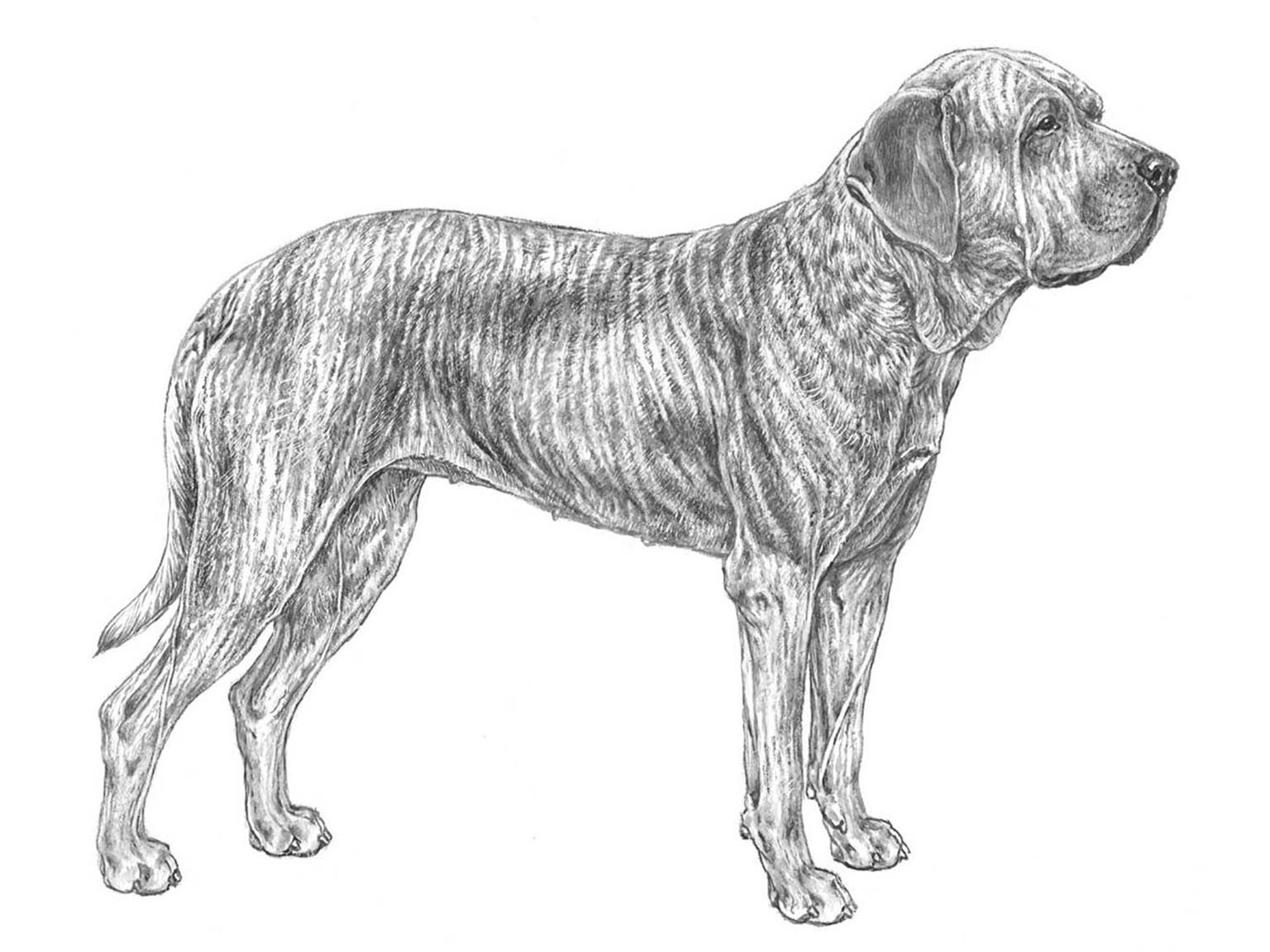 Illustration av hundrasen fila brasileiro