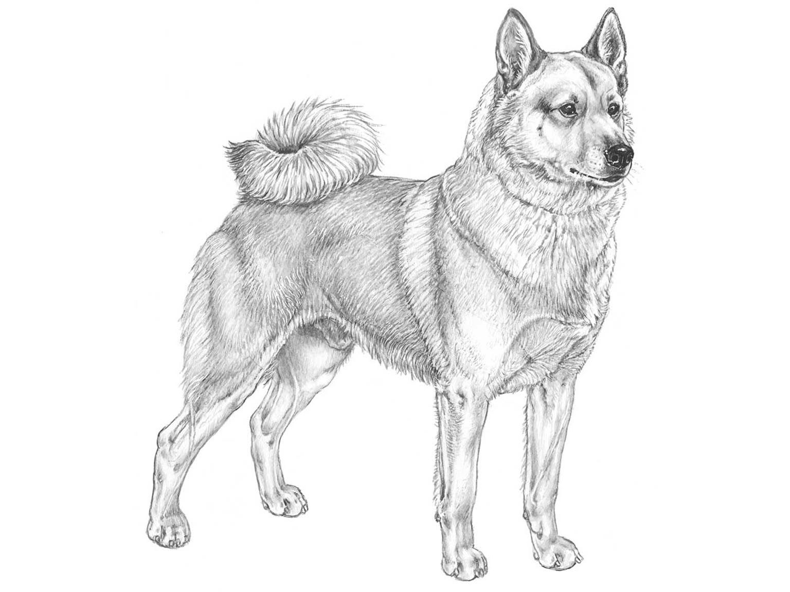 Illustration av hundrasen Norsk buhund
