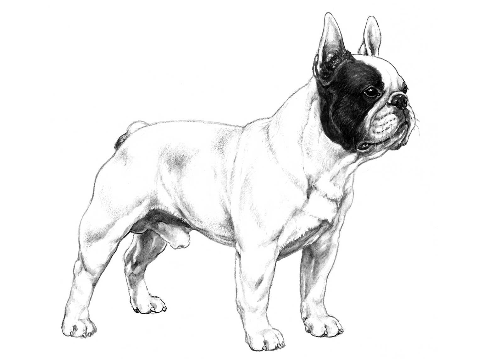 Illustration av hundrasen fransk bulldogg