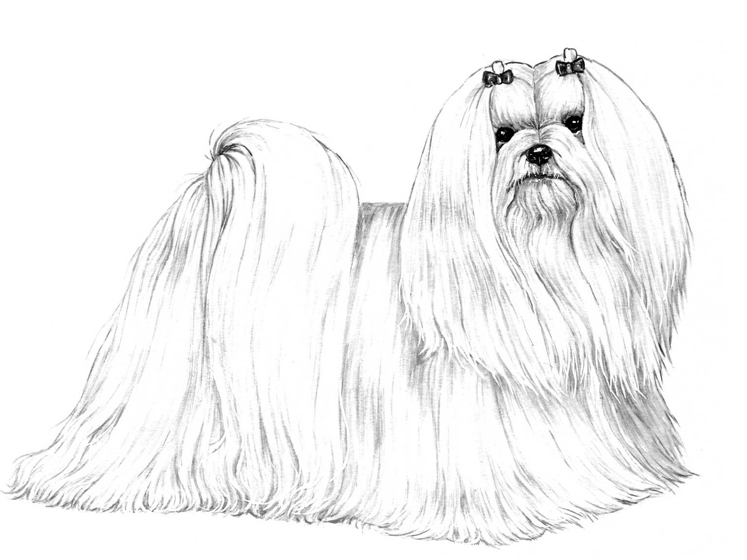 Illustration av hundrasen malteser