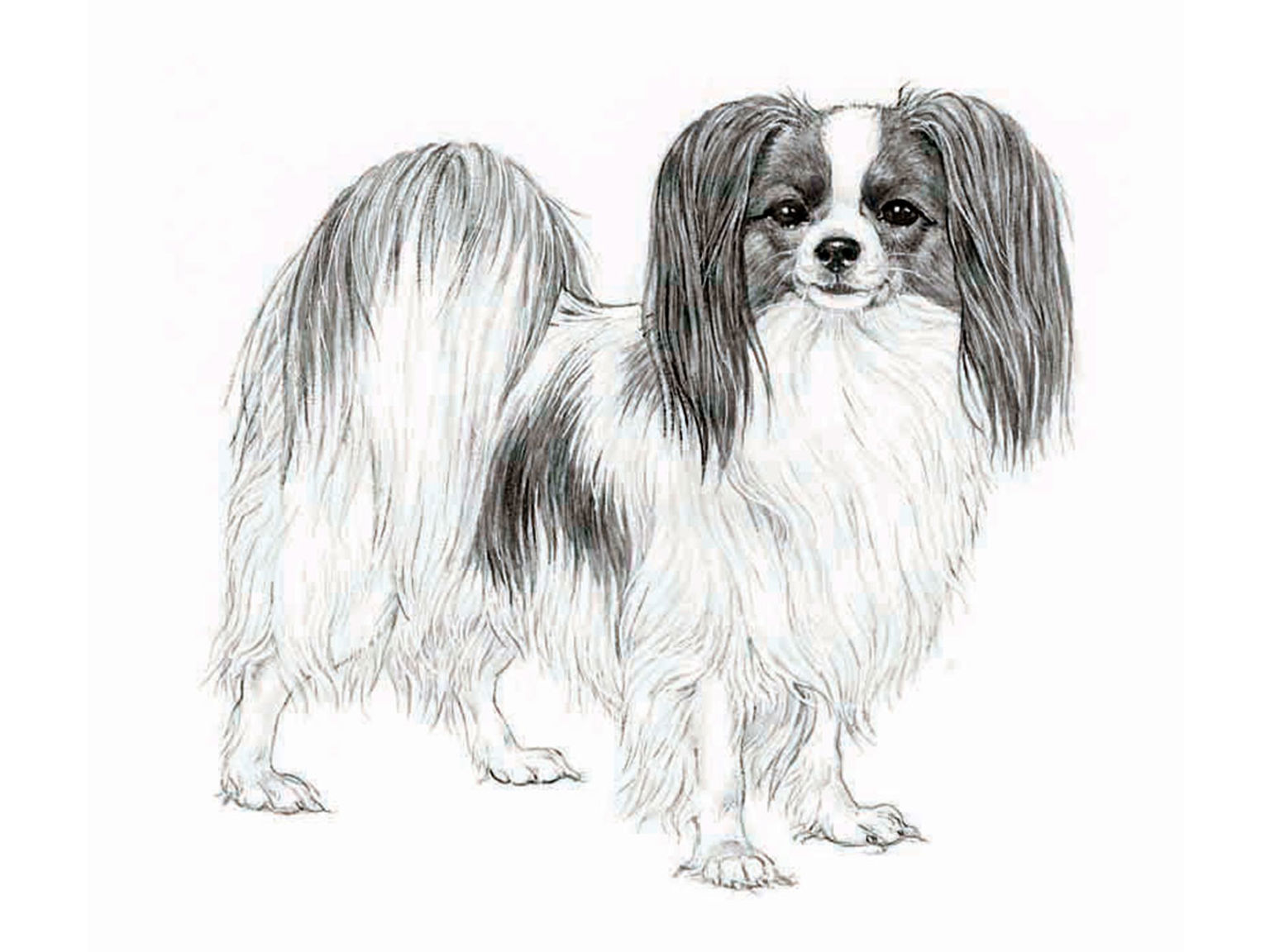 Illustration av hundrasen phalène
