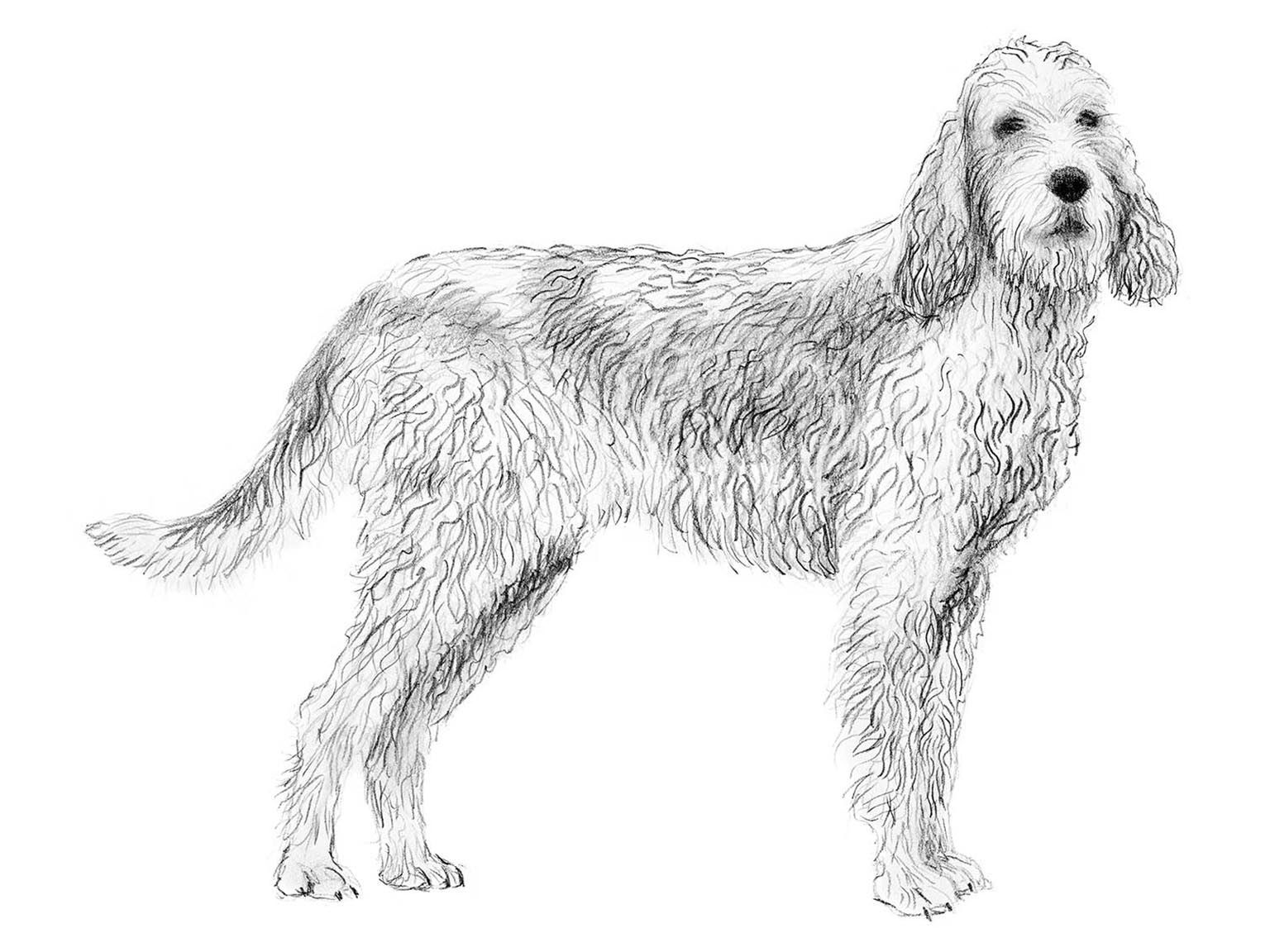 Illustration av hundrasen grand griffon vendéen