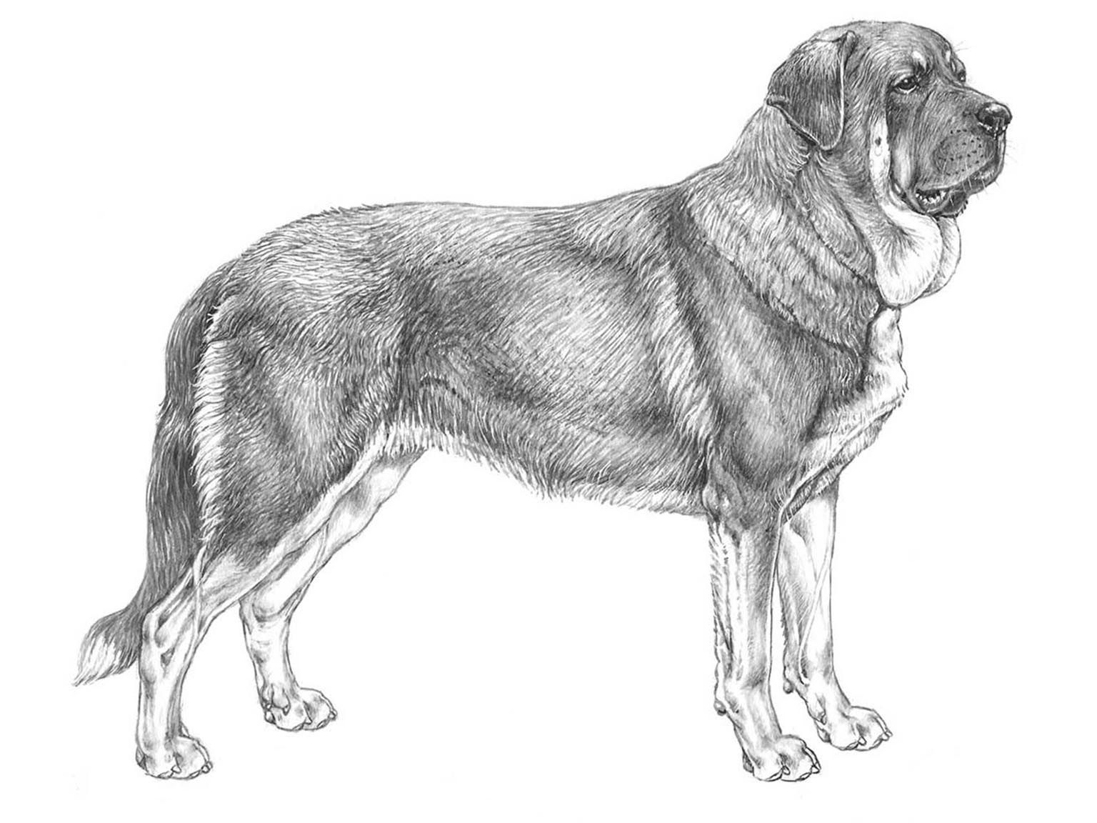 Illustration av hundrasen mastin espanol