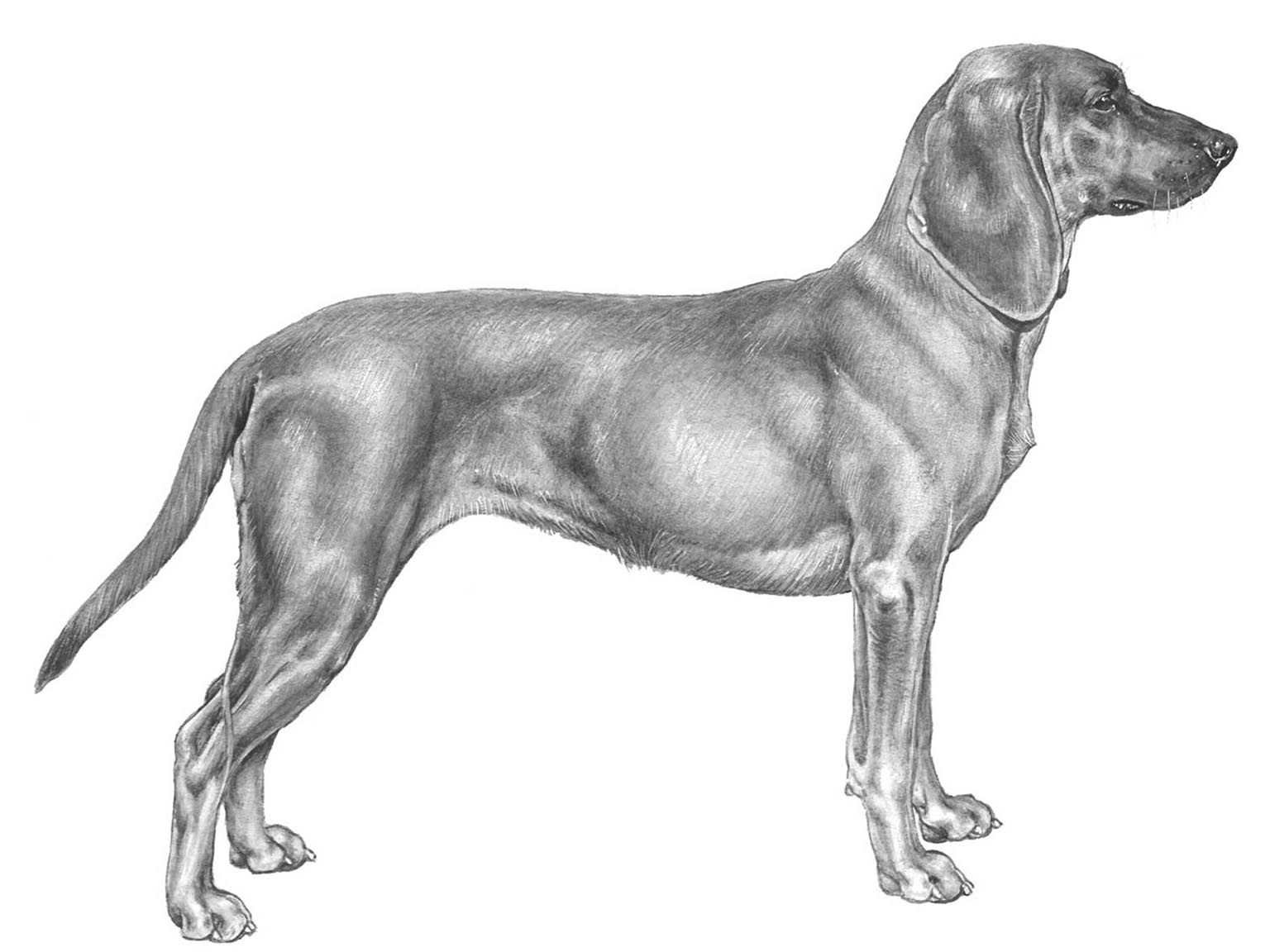 Illustration av hundrasen bayersk viltspårhund