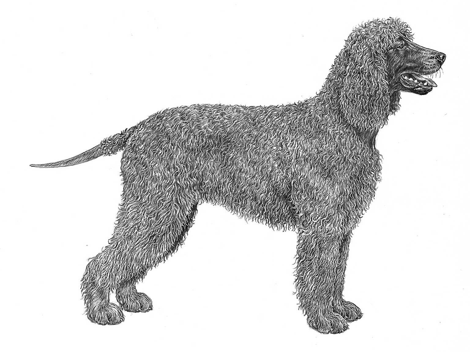Illustration av hundrasen irländsk vattenspaniel