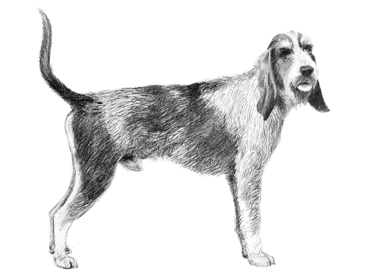Illustration av hundrasen griffon bleu de gascogne