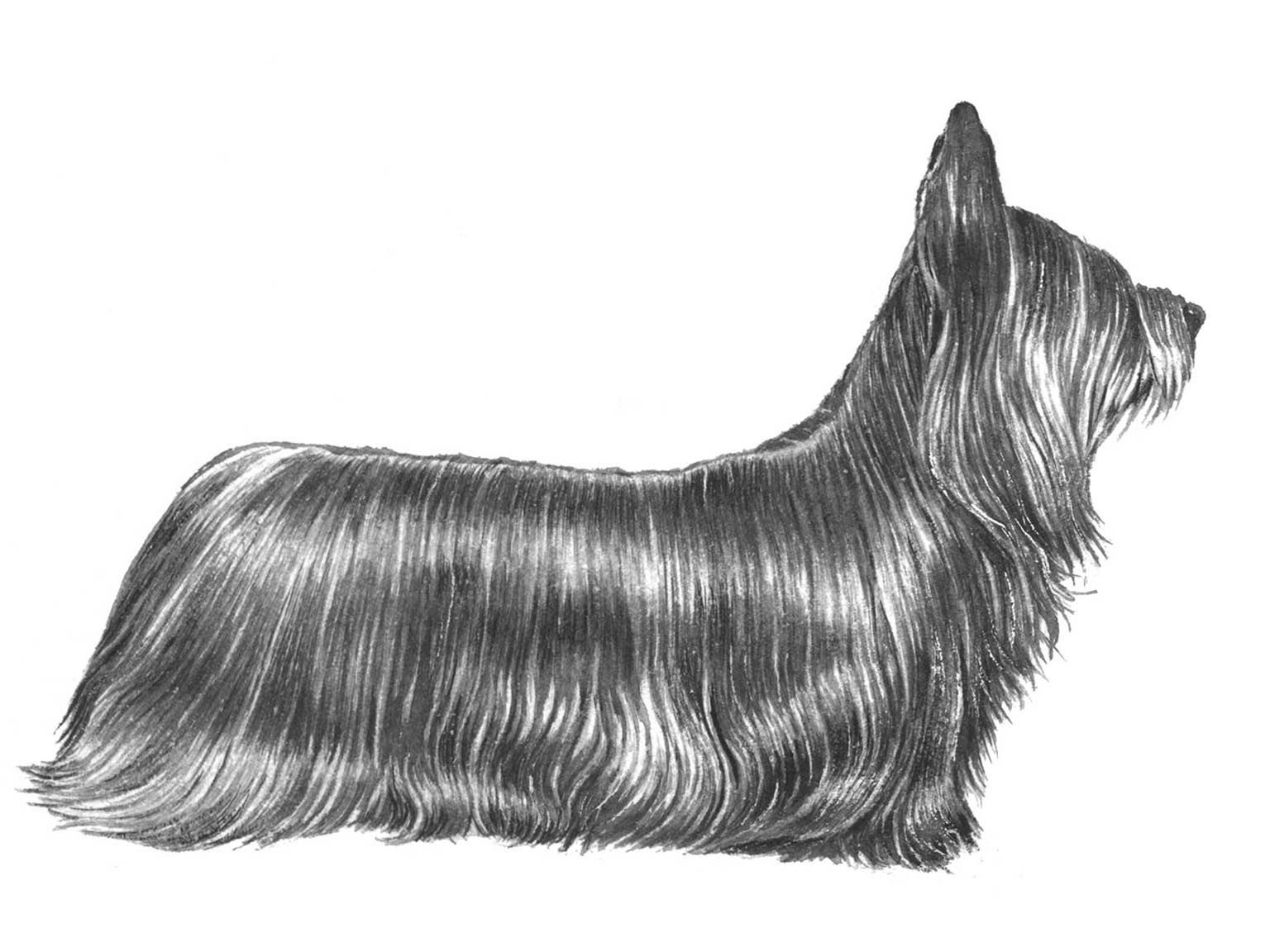 Illustration av hundrasen Skyeterrier