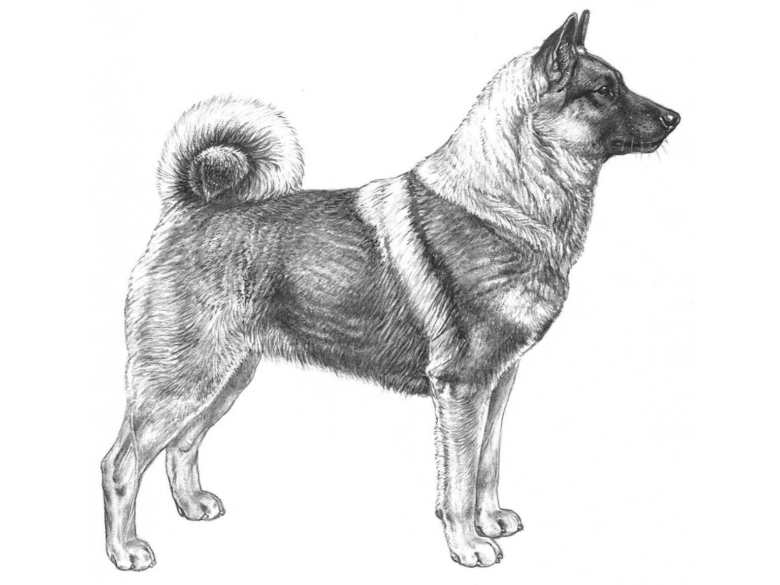 Illustration av hundrasen Norsk älghund, grå (gråhund)