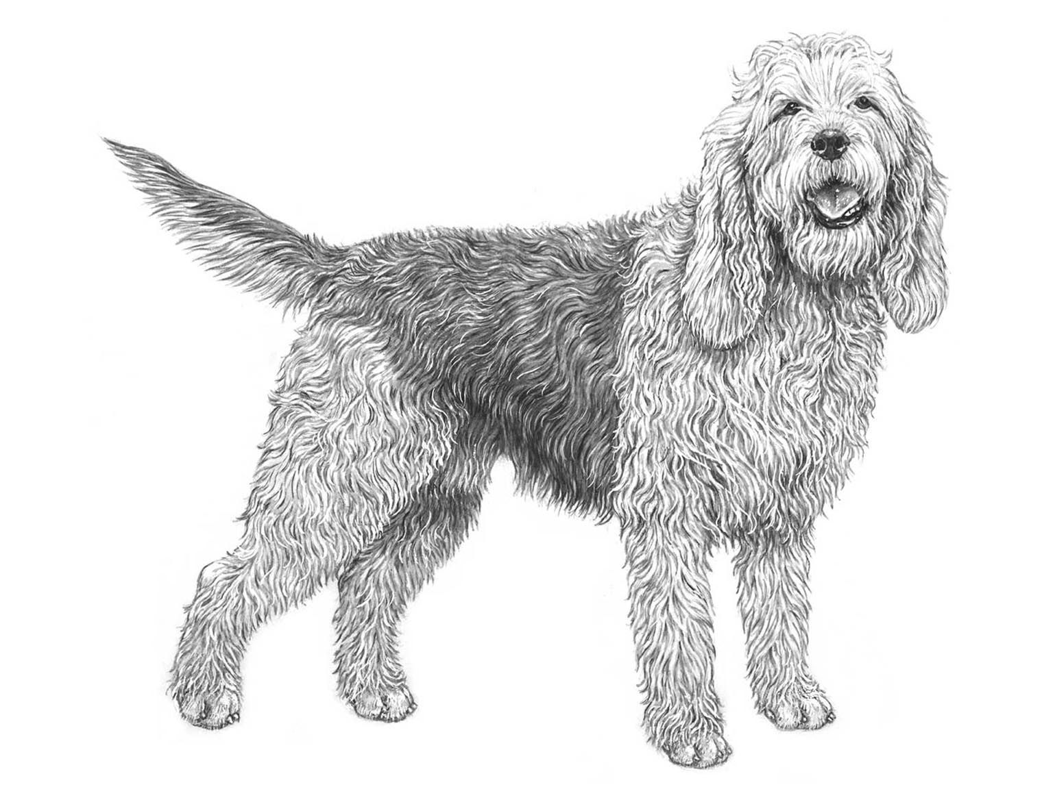 Illustration av hundrasen otterhound