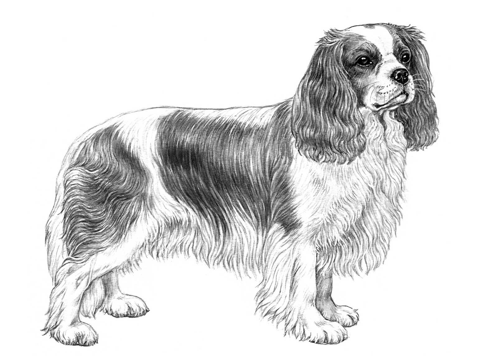 Illustration av hundrasen cavalier king charles spaniel
