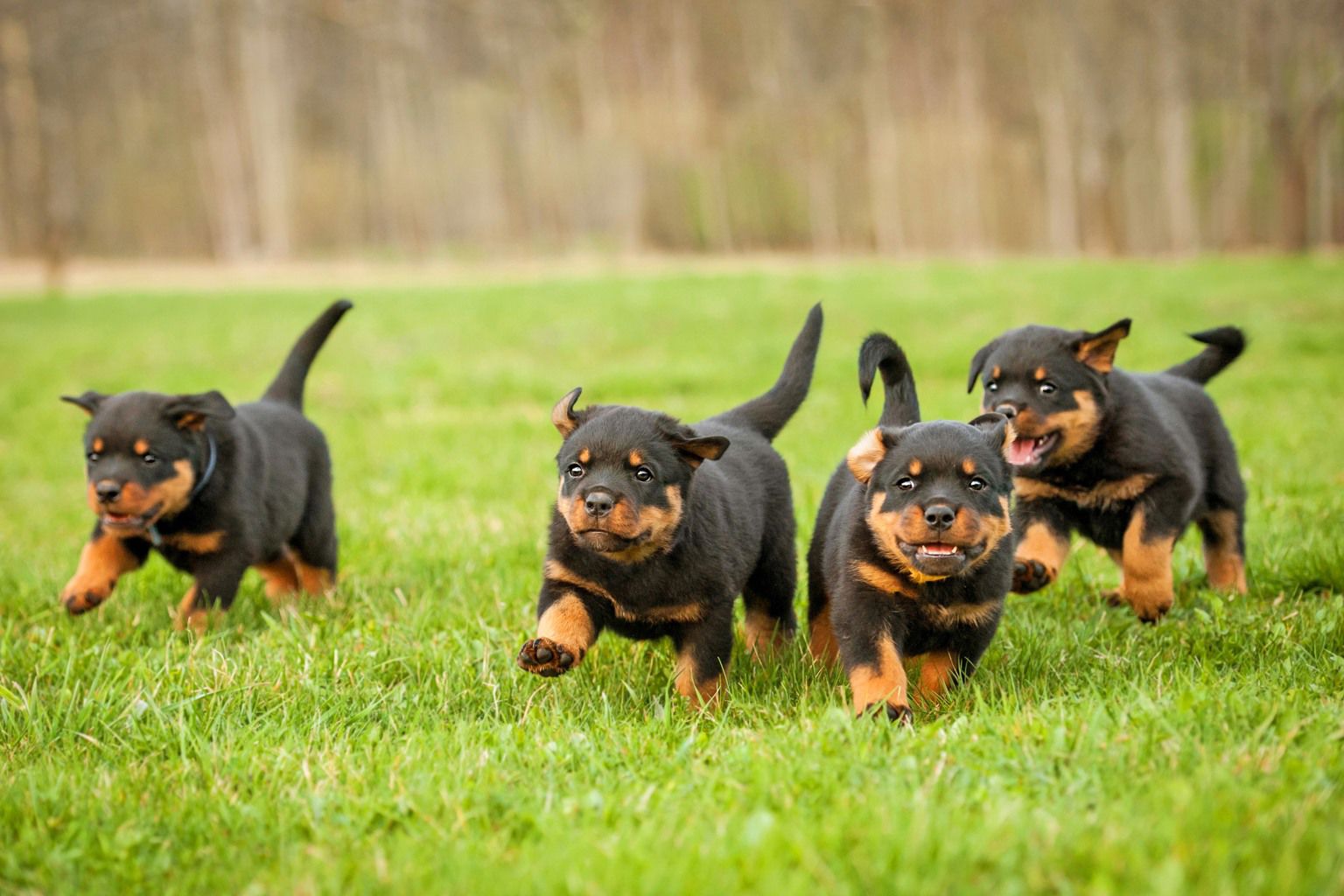 fyra rottweiler-valpar springer i gräset