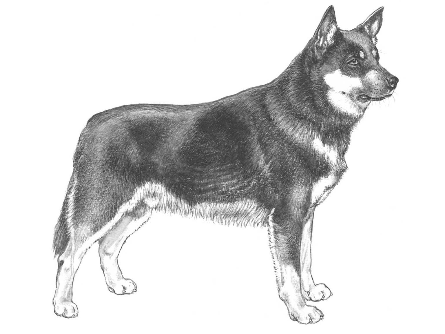 Illustration av hundrasen Lapsk vallhund