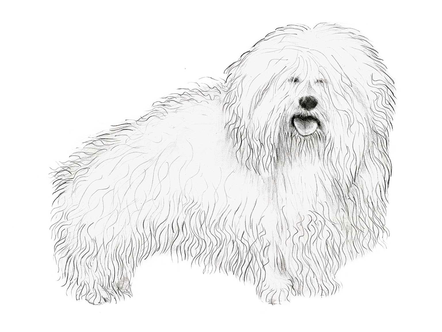 Illustration av hundrasen coton de tuléar