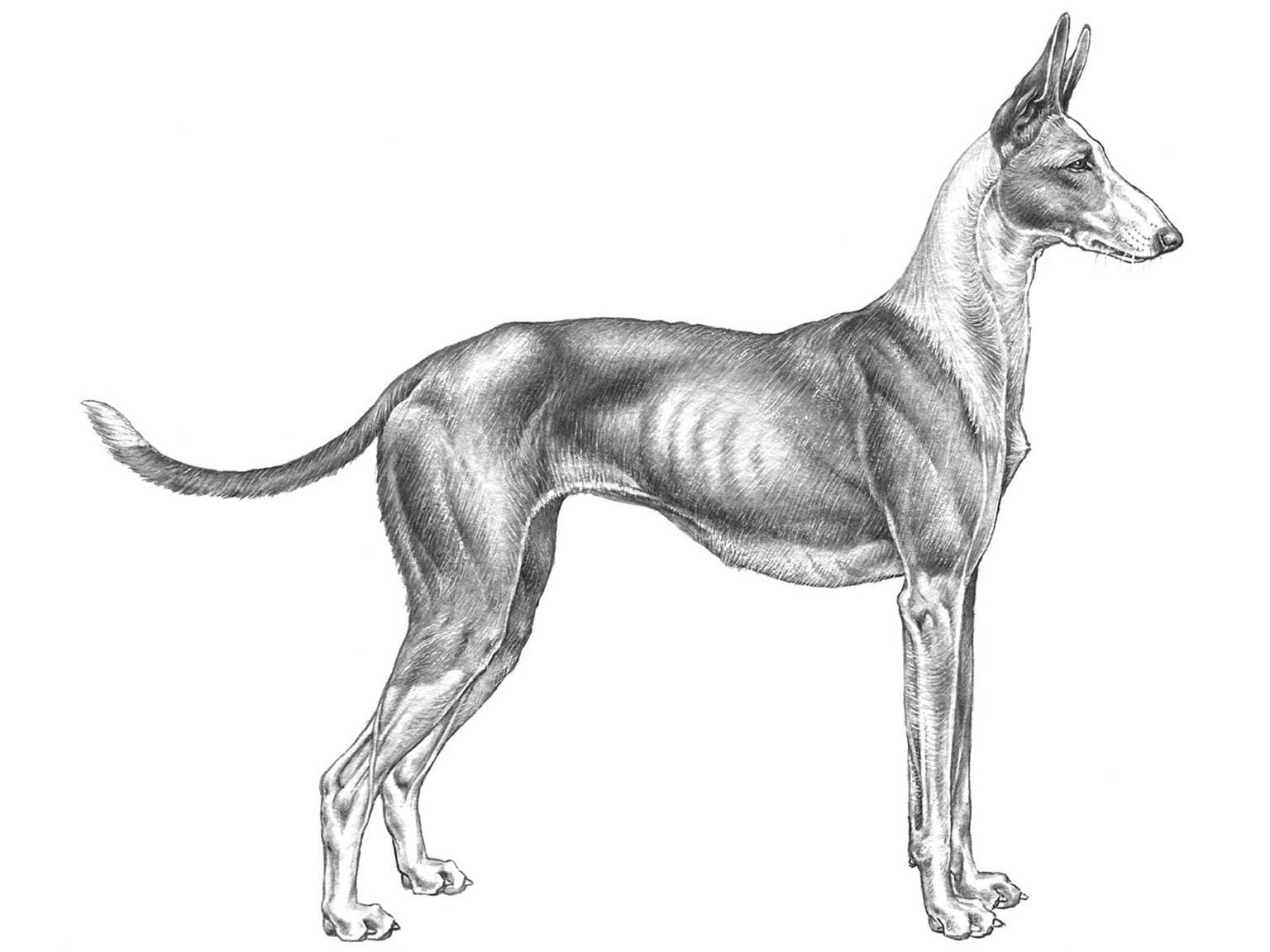 Illustration av hundrasen Podenco ibicenco, korthårig