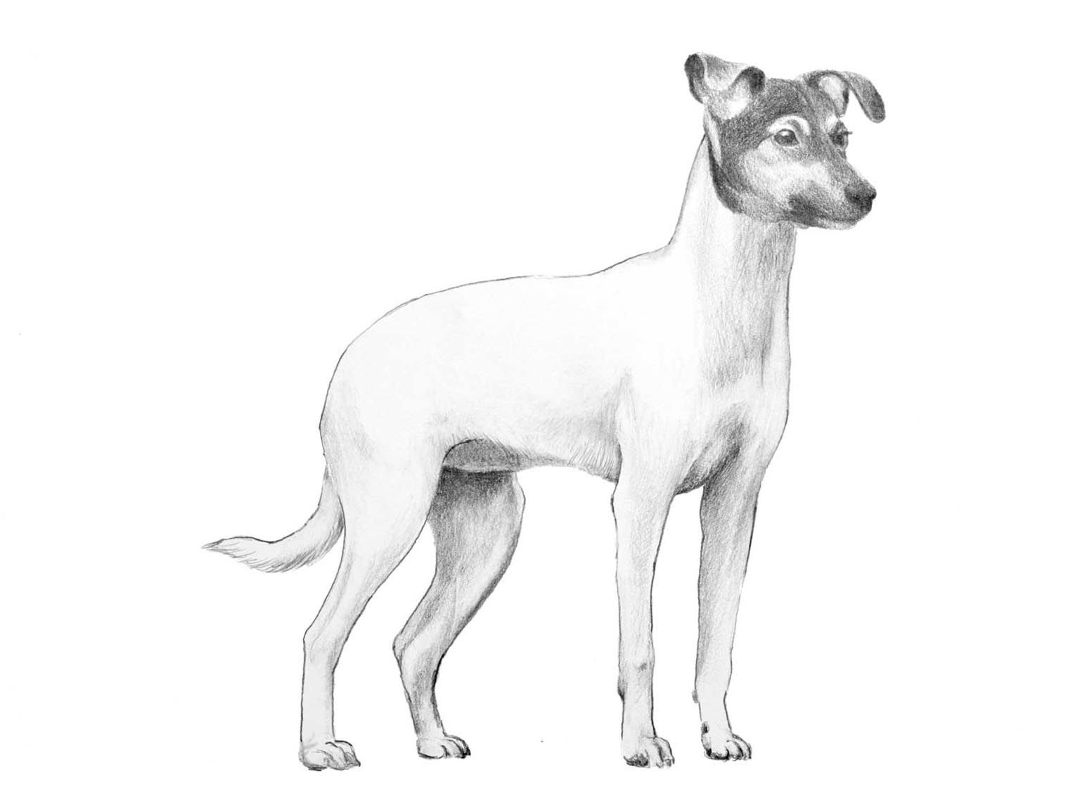 Illustration av hundrasen Nihon teria