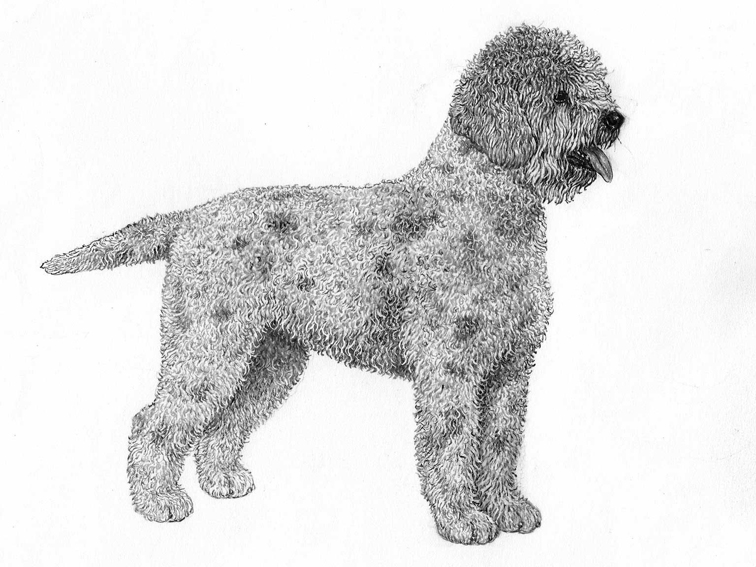 Illustration av hundrasen lagotto romagnolo