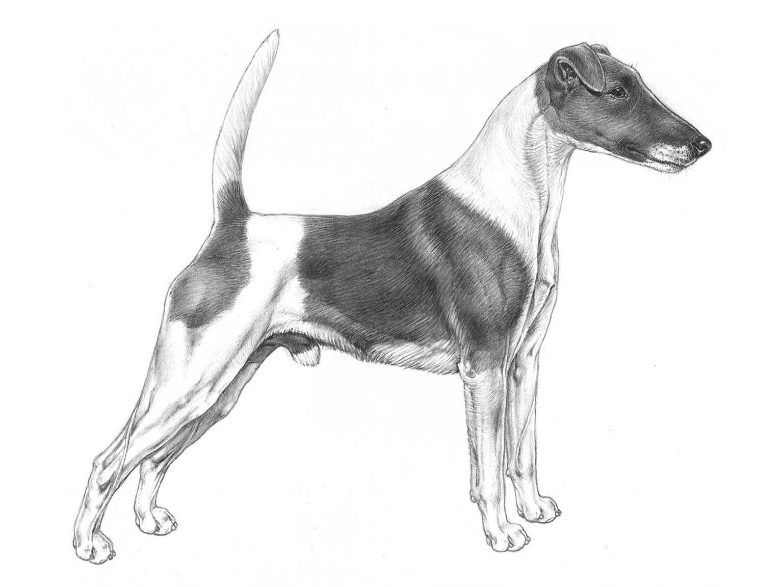 Illustration av hundrasen Släthårig foxterrier