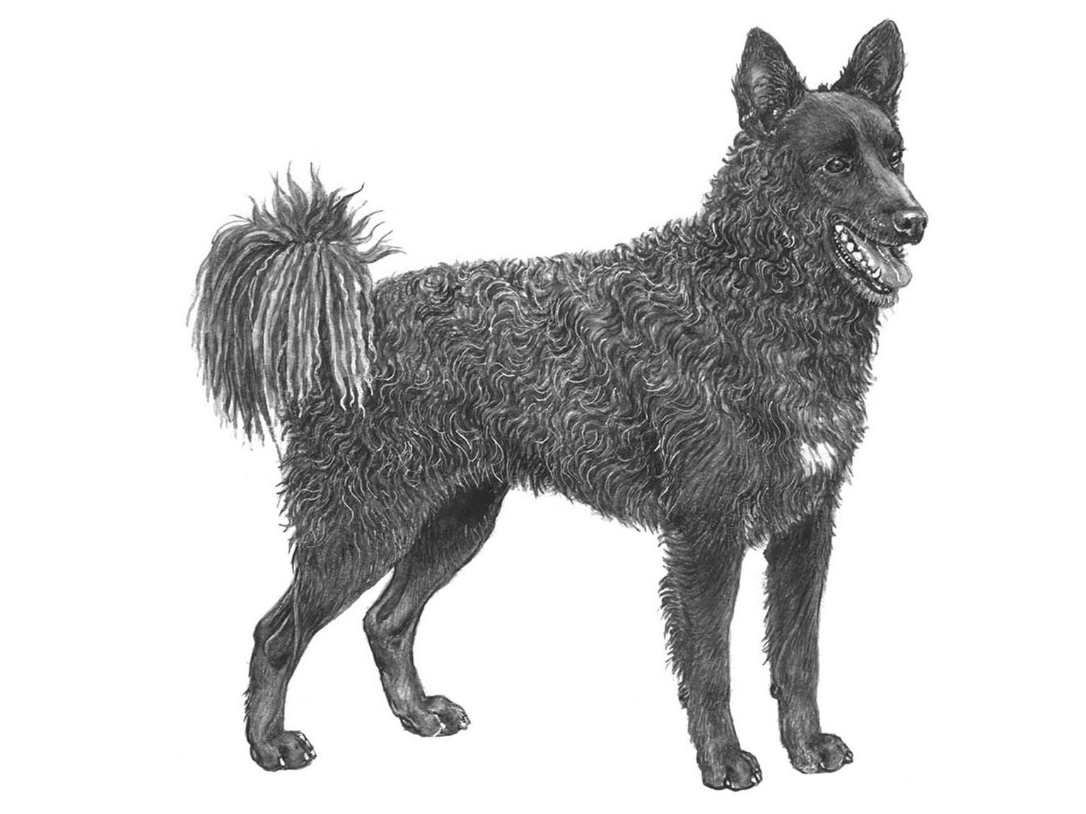 Illustration för hundrasen mudi