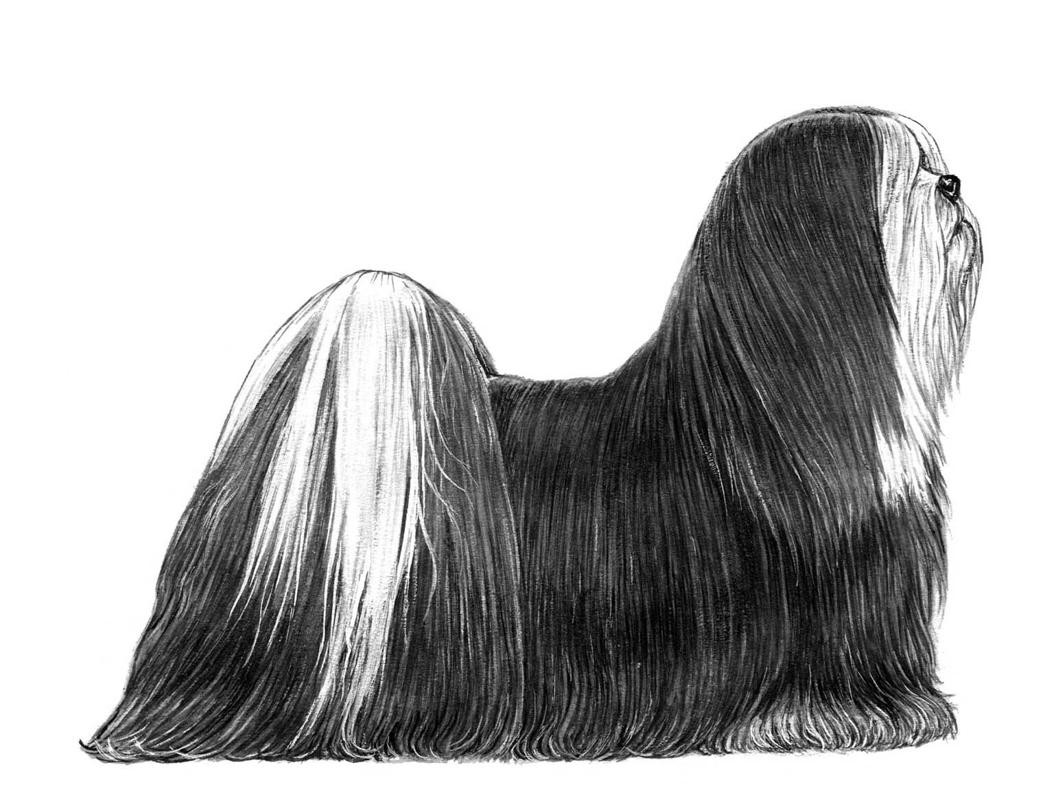 Illustration av hundrasen lhasa apso