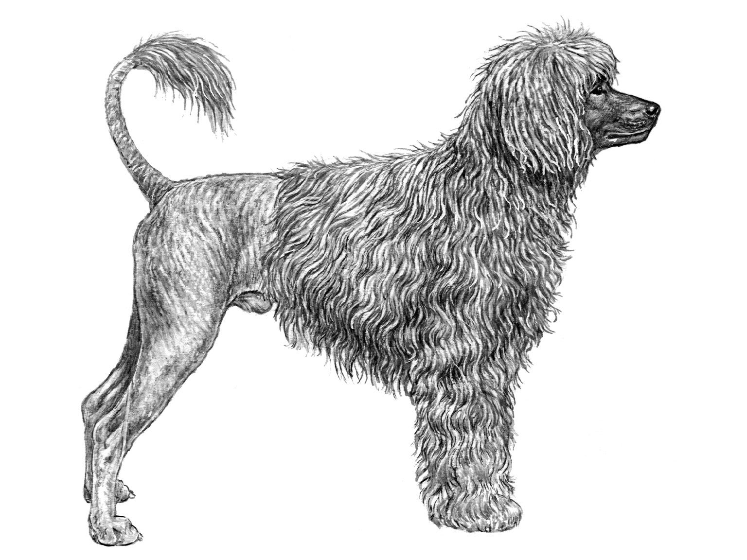 Illustration av hundrasen portugisisk vattenhund