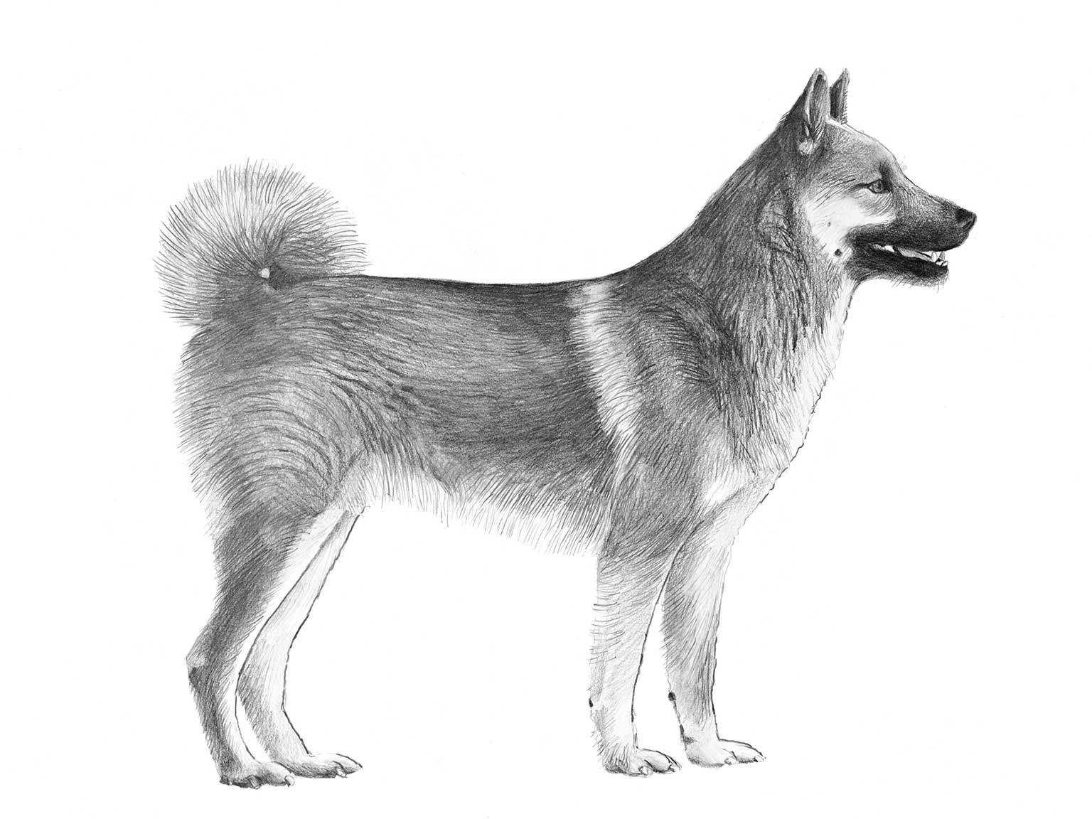 Illustration av hundrasen hälleforshund