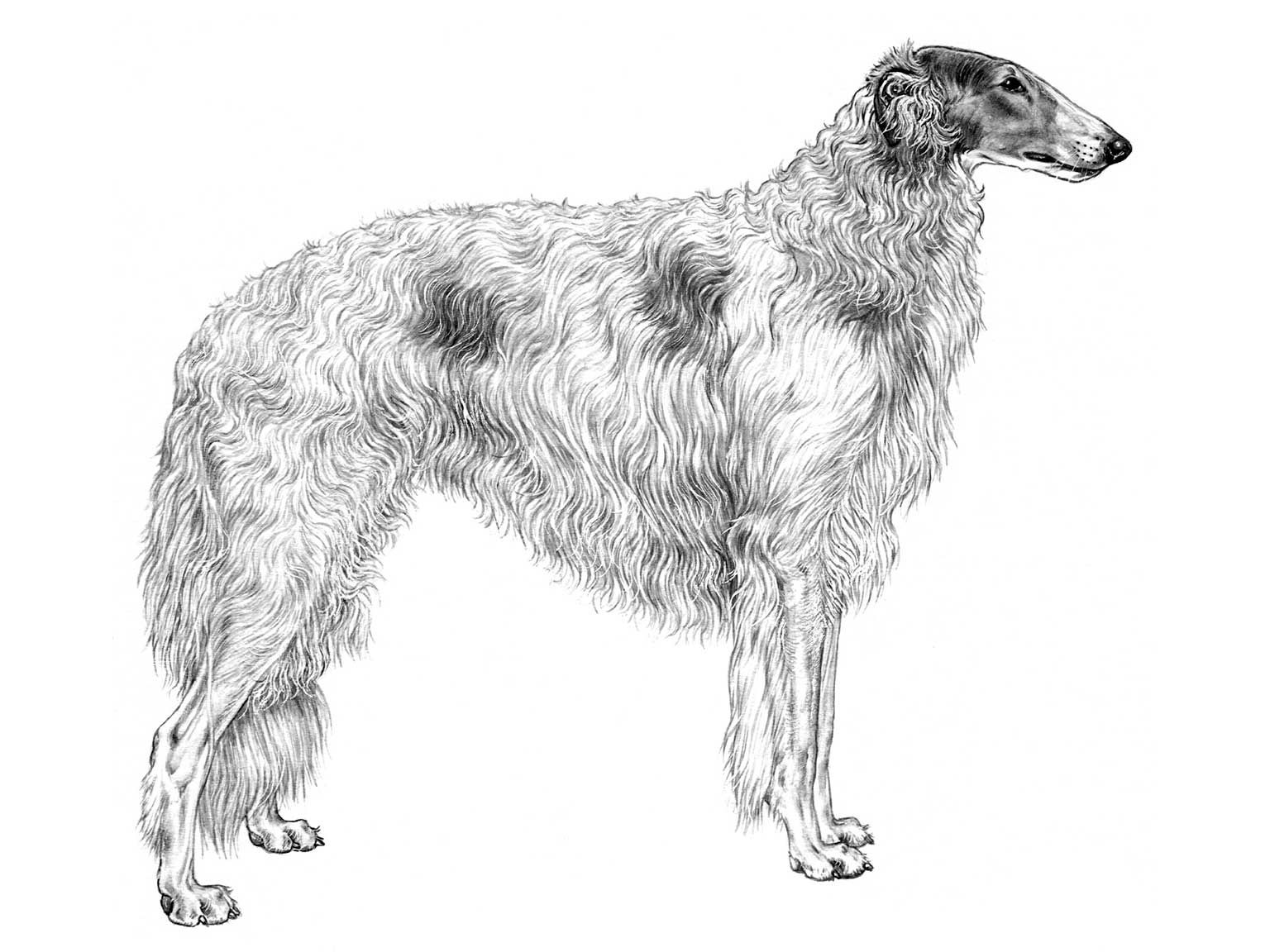 Illustration av hundrasen borzoi