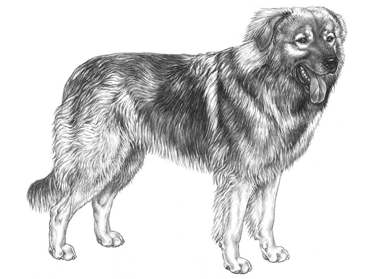 Illustration av hundrasen kraski ovcar