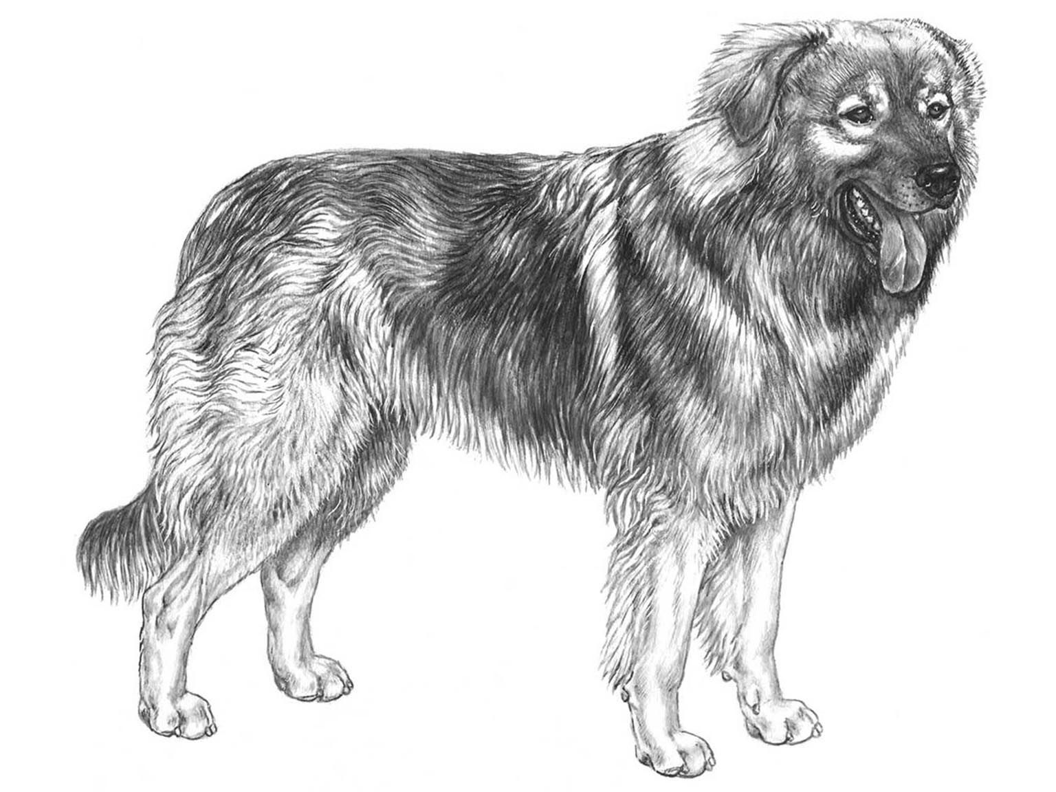 Illustration av hundrasen kraski ovcar