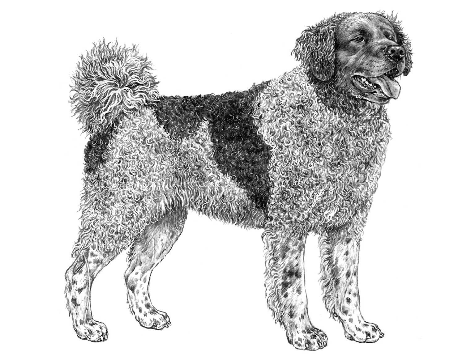 Illustration av hundrasen wetterhoun