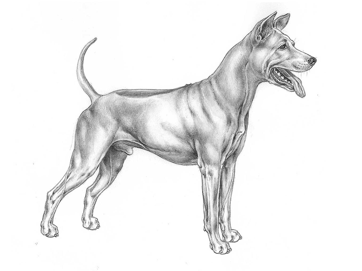 Illustration av hundrasen thai ridgeback dog