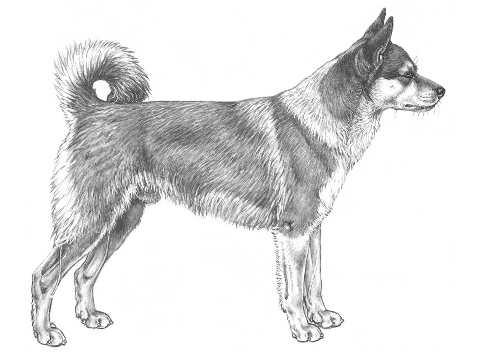 Illustration av hundrasen Norsk lundehund
