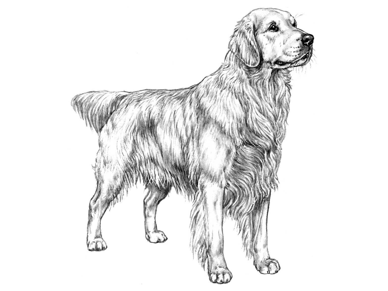 Illustration av hundrasen golden retriever