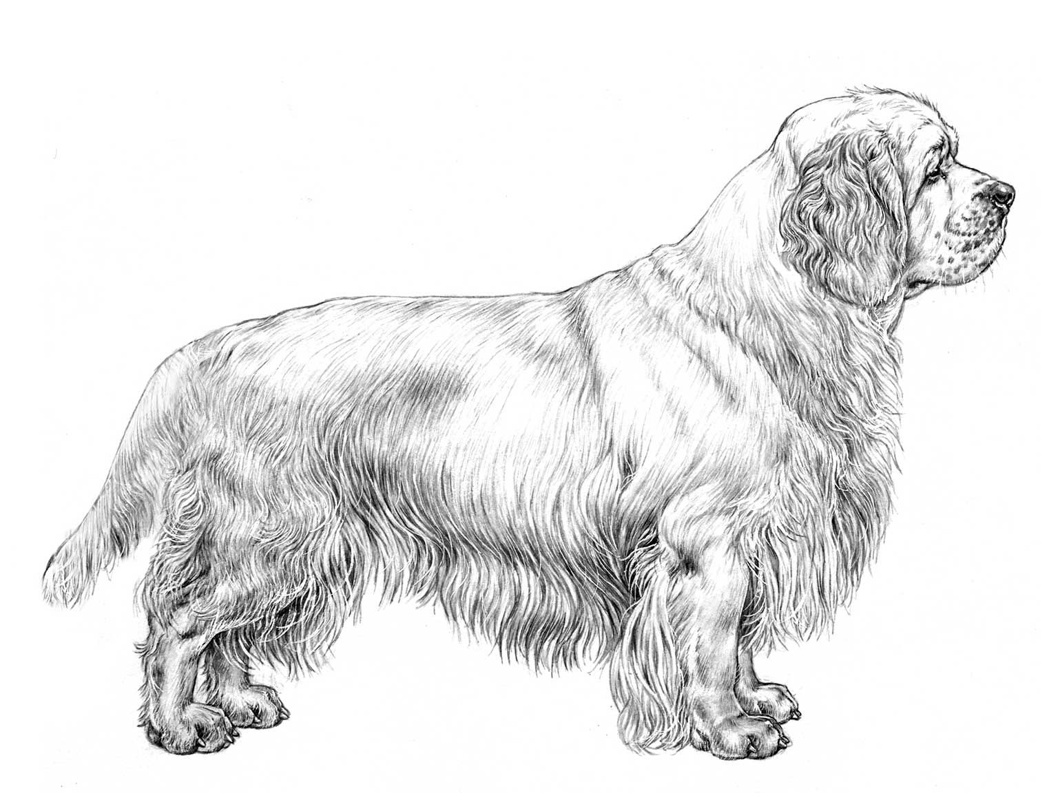 Illustration av hundrasen clumber spaniel