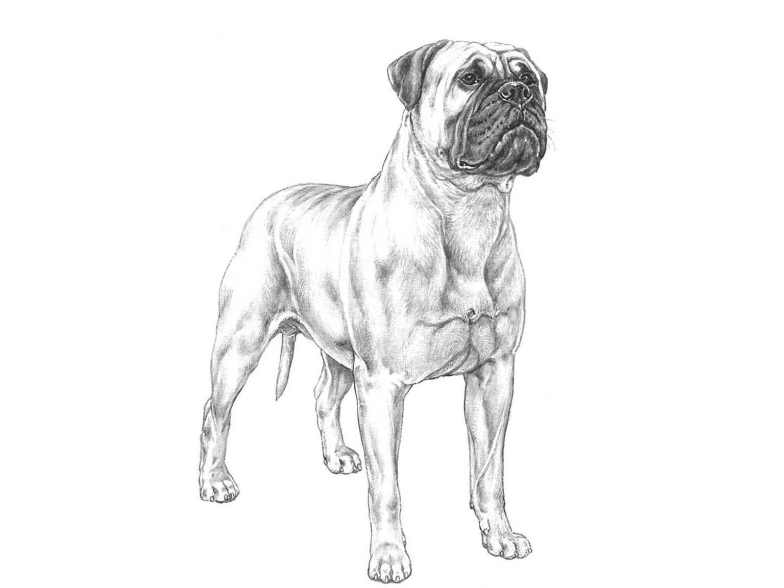 Illustration av hundrasen bullmastiff