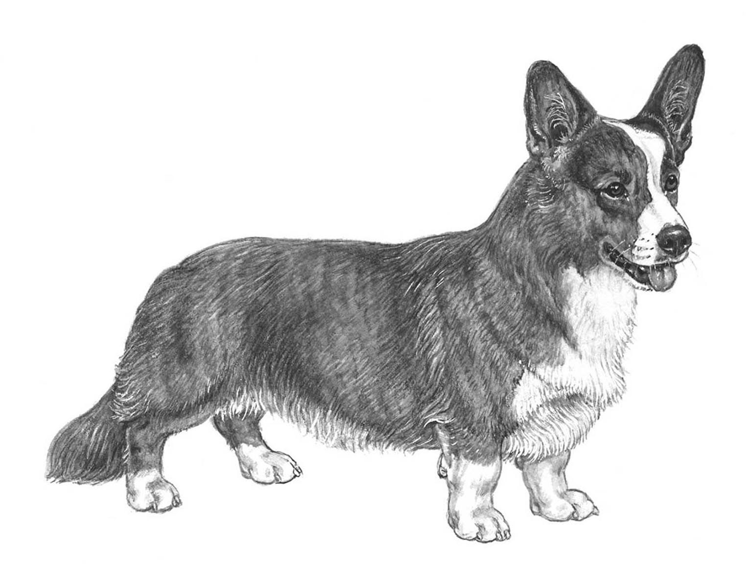 Illustration av hundrasen welsh corgi cardigan