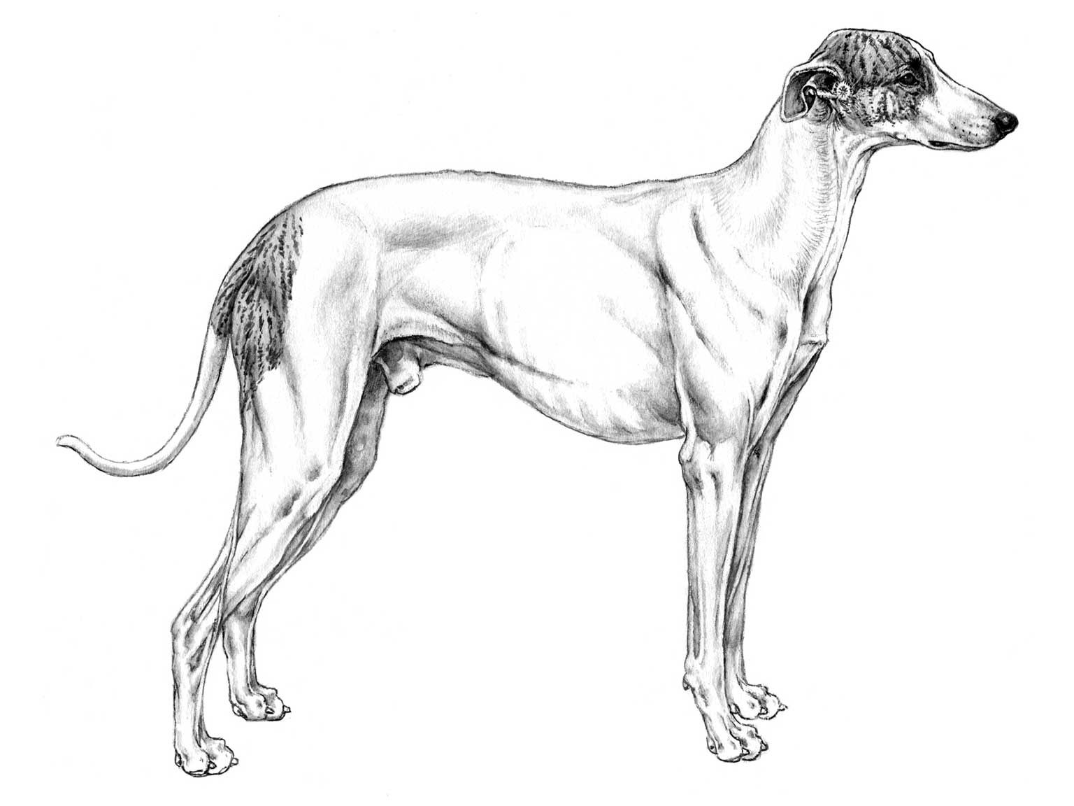 Illustration av hundrasen magyar agar