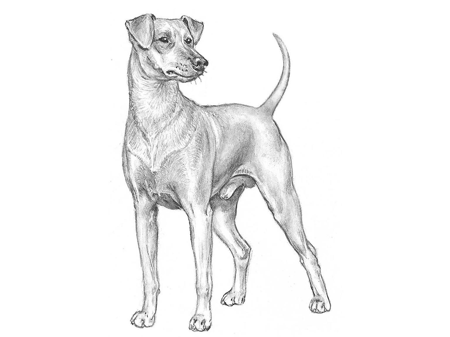 Illustration av hundrasen pinscher