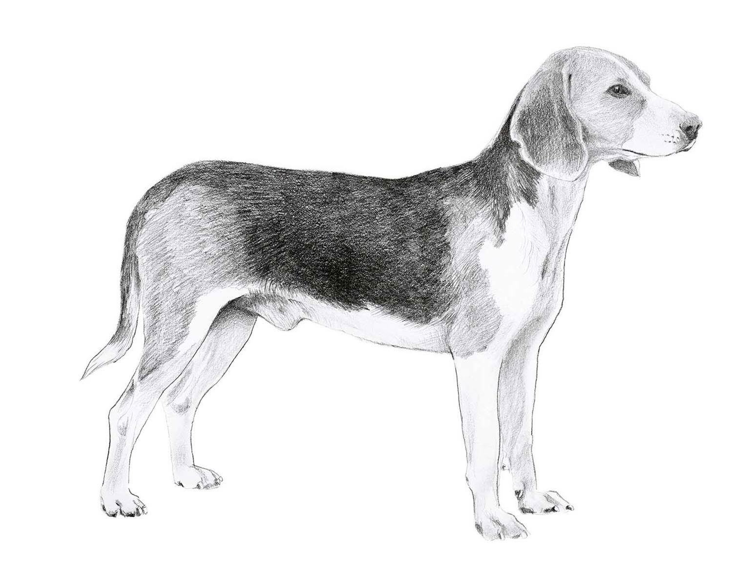 Illustration av hundrasen estnisk stövare
