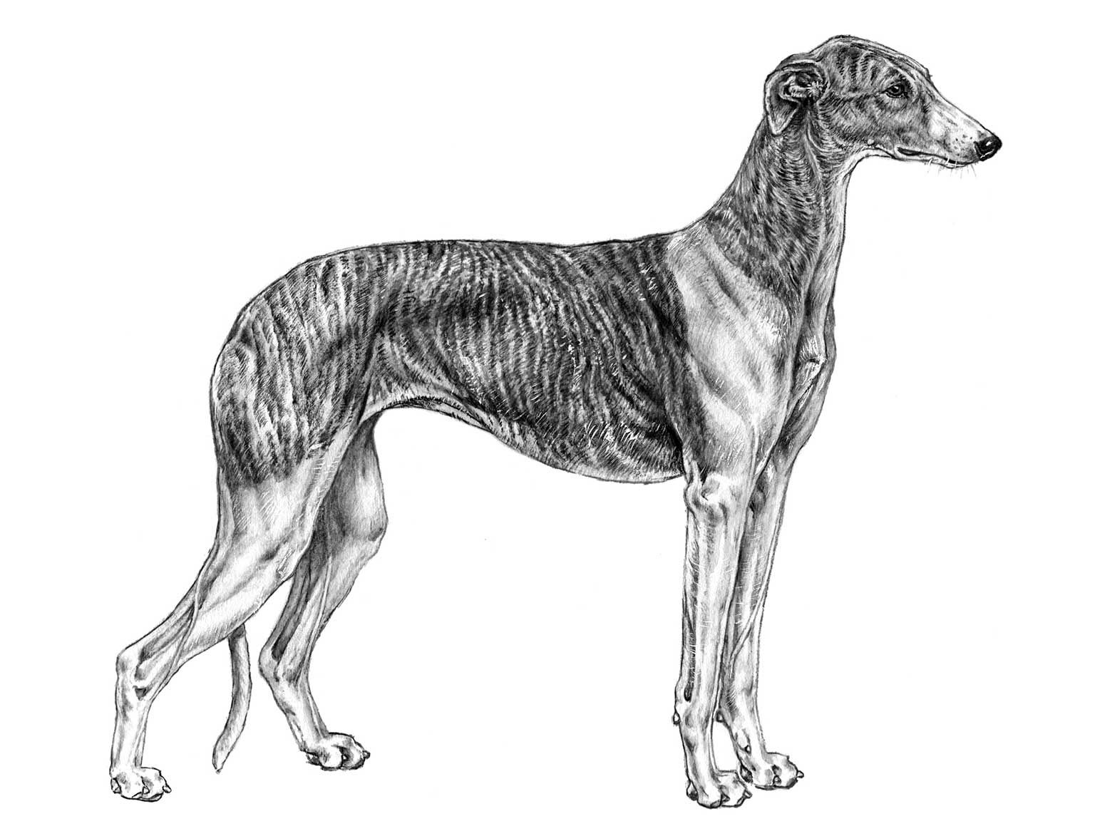 Illustration av hundrasen galgo espanol