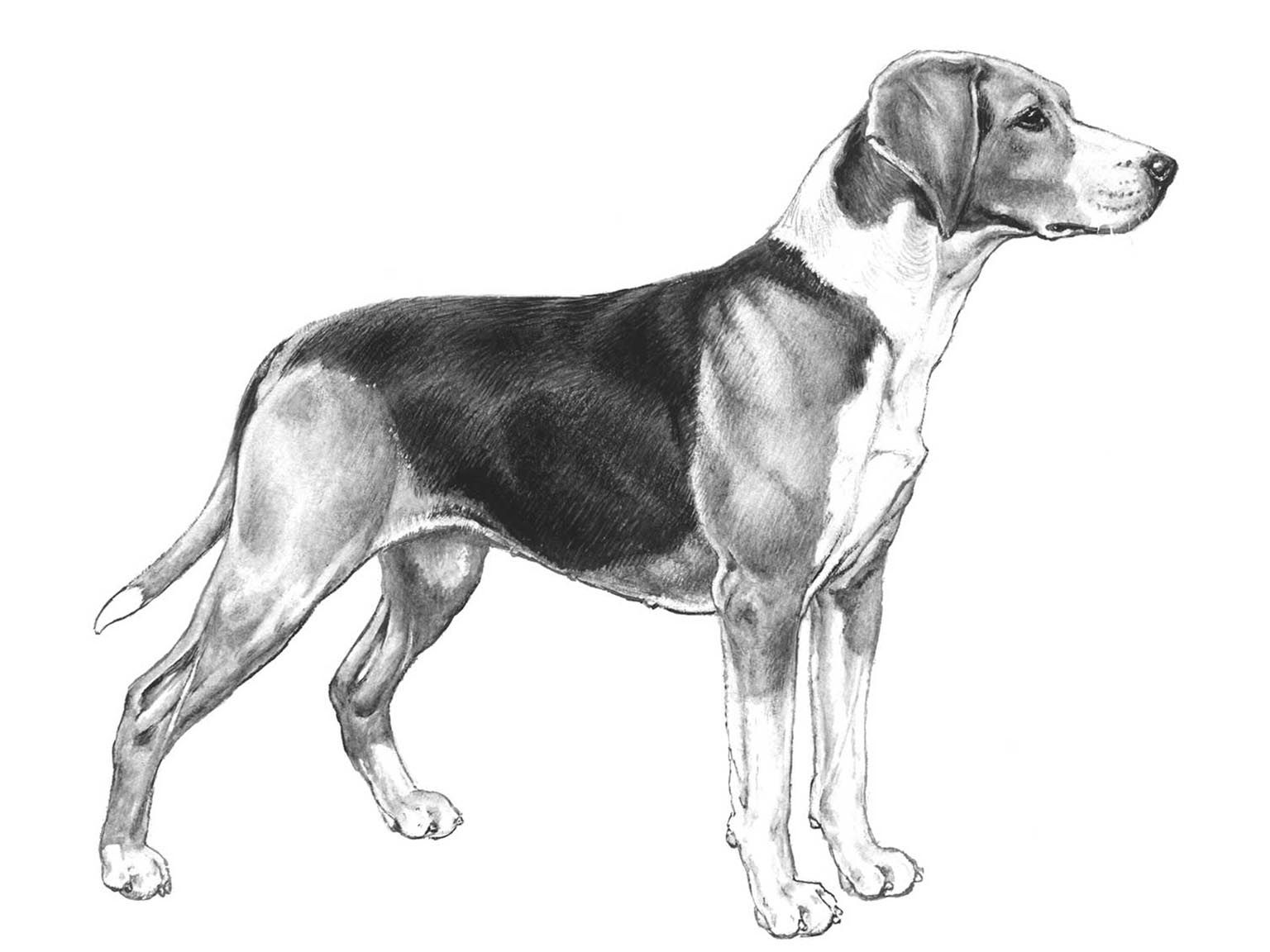 Illustration av hundrasen hamiltonstövare