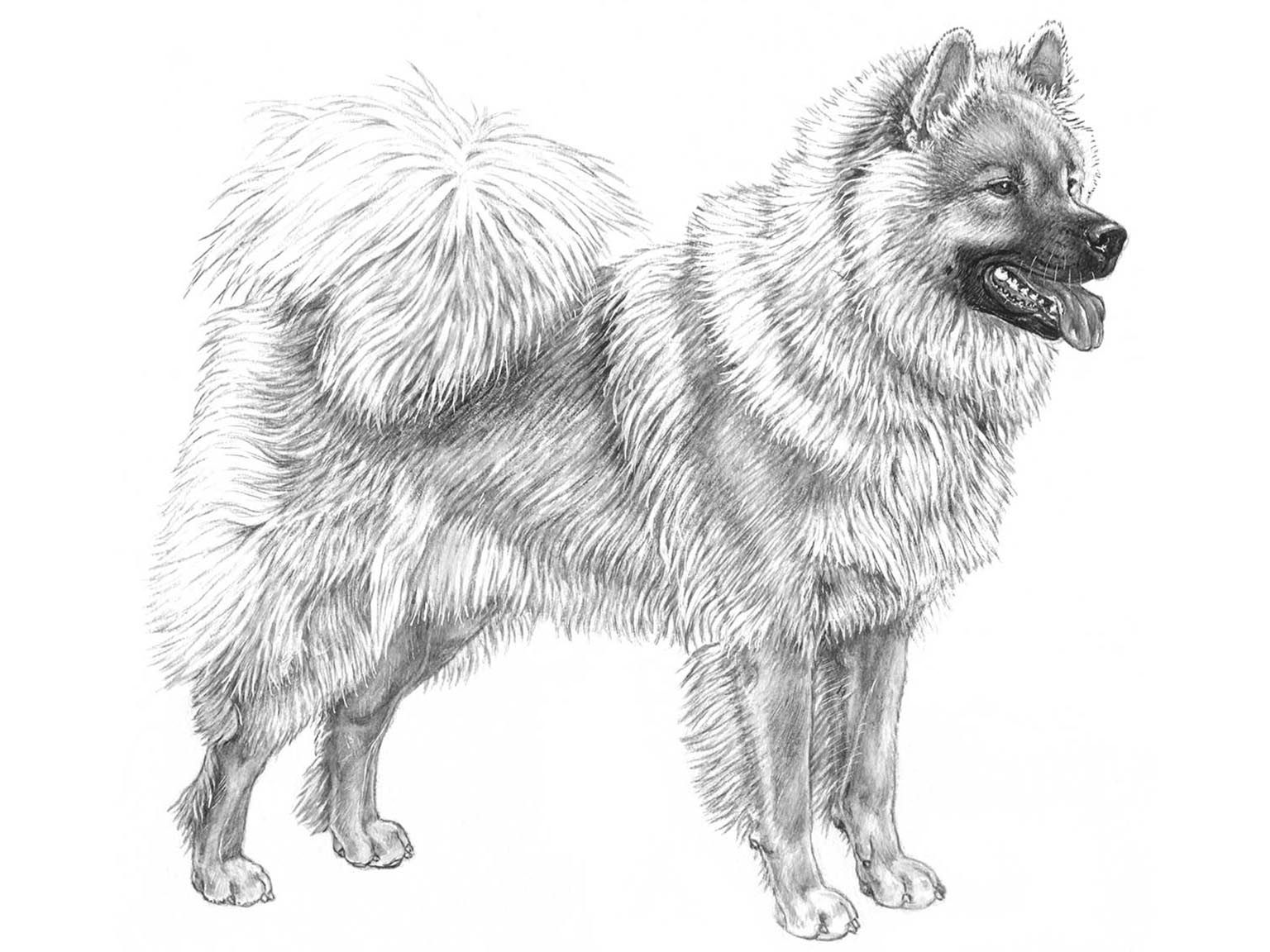 Illustration av hundrasen Eurasier
