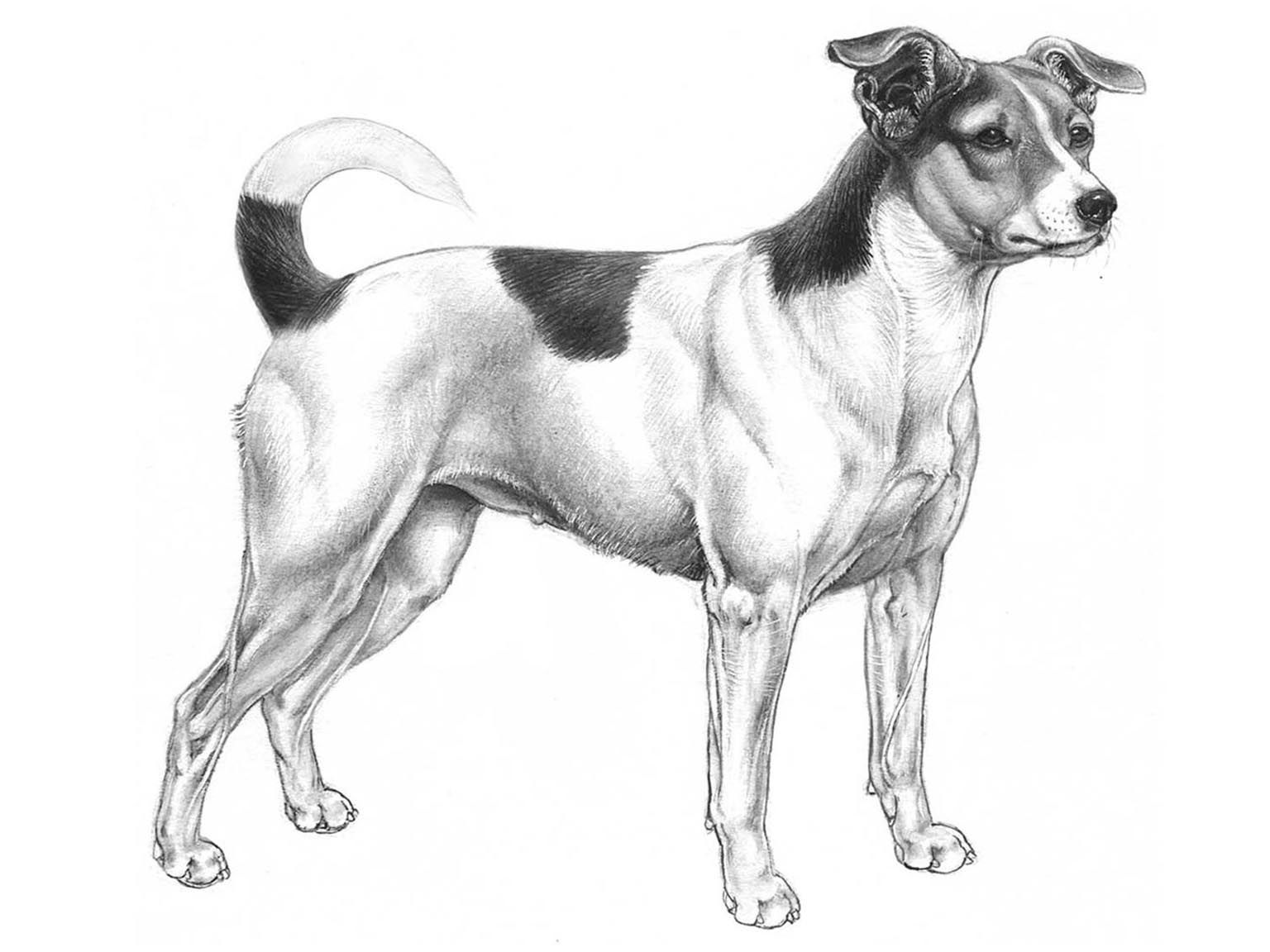 Illustration av hundrasen dansk svensk gardshund
